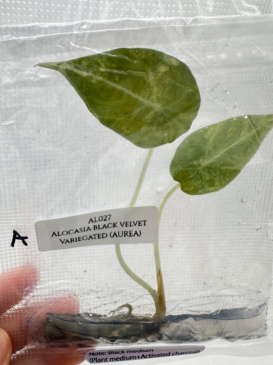 Tissue Culture - Alocasia Black Velvet Aurea Variegated - Gold