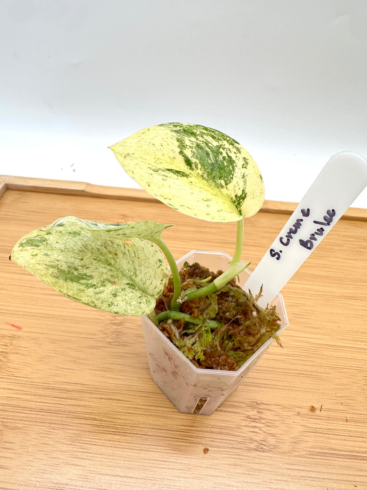 Scindapsus Creme Brulee