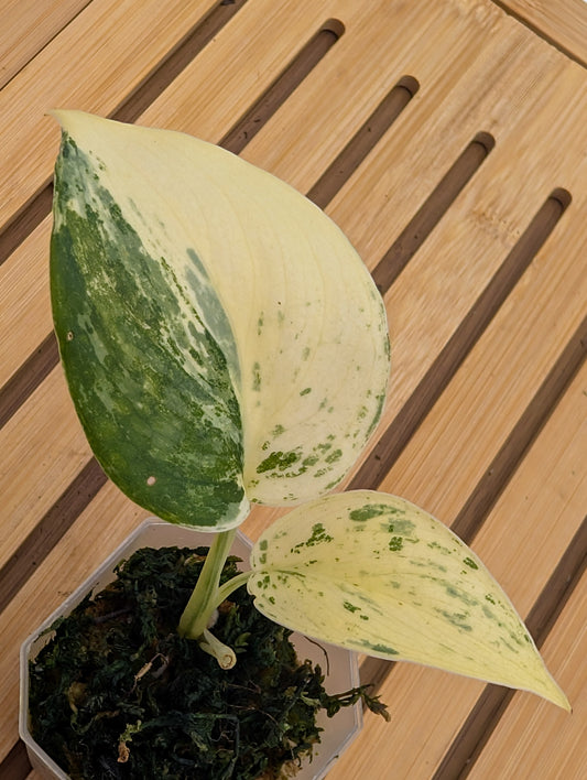 Scindapsus Blue Splash - Rooted Top Cutting