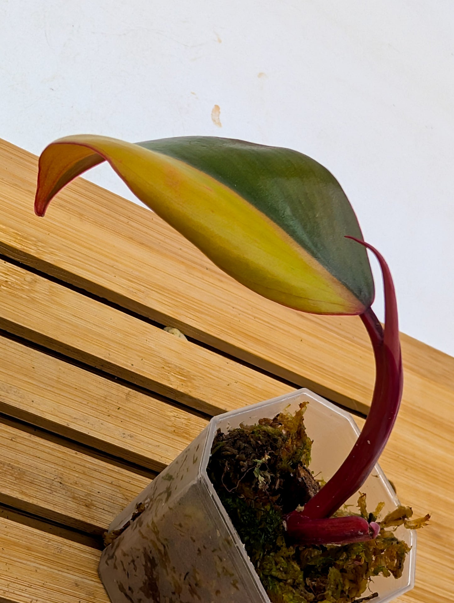 Philodendron Strawberry Shake Variegated