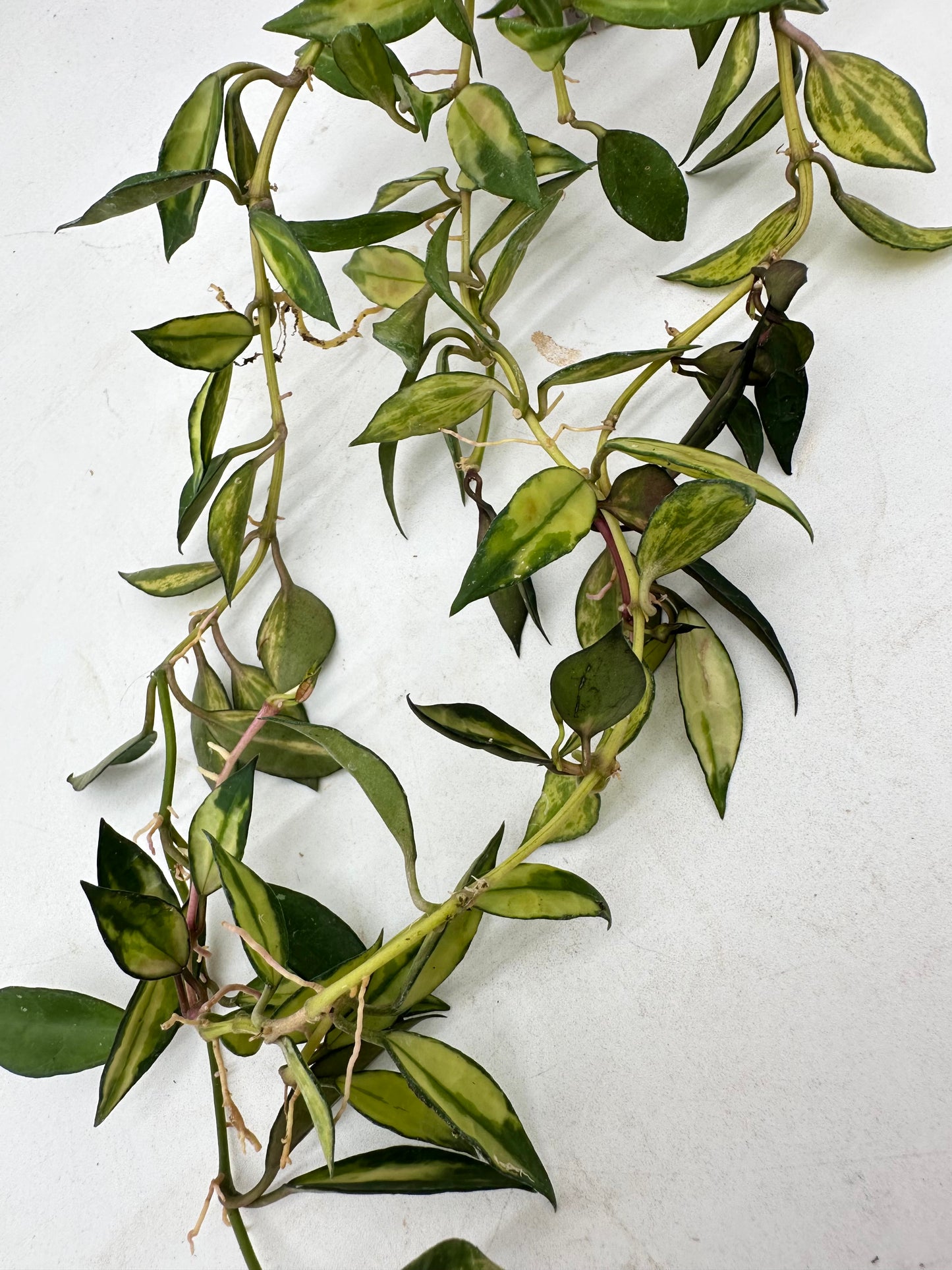 Hoya Lacunosa Variegated