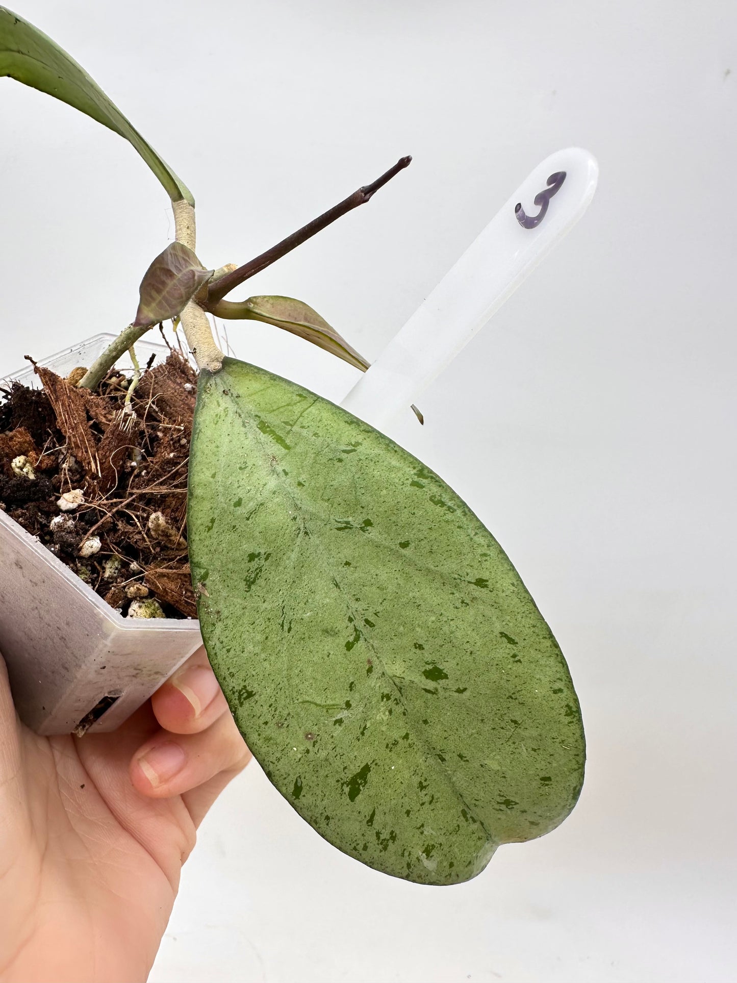 Hoya Meena Silver