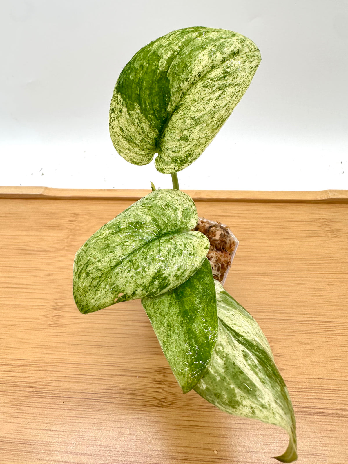 Scindapsus Blue Splash Variegated