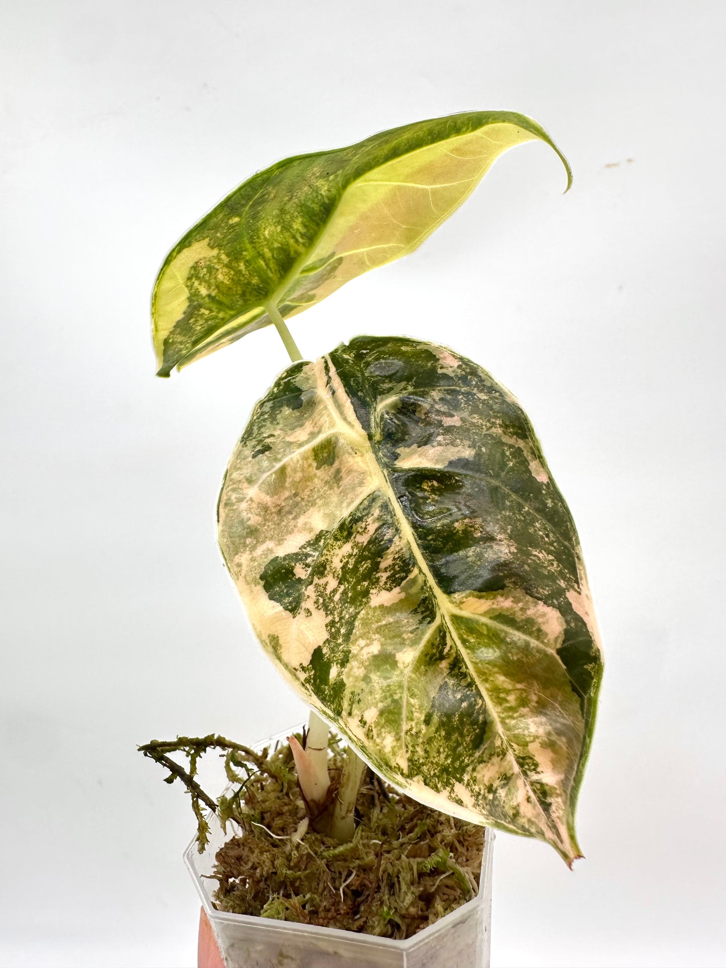 Alocasia Azalanii Variegated