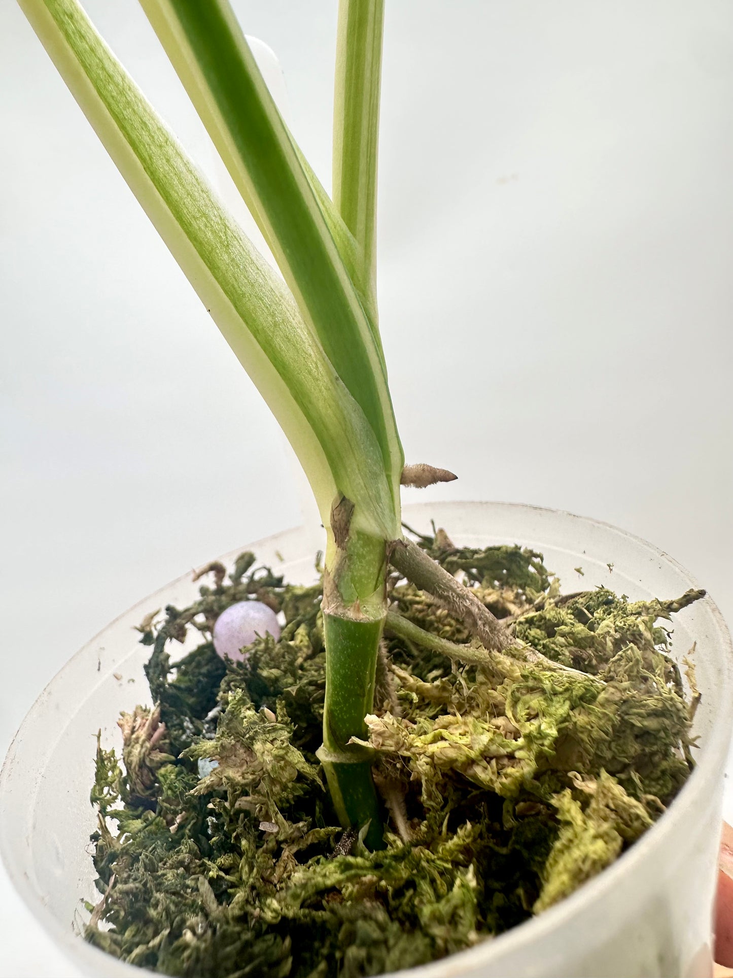 Monstera Adansonii Albo Variegated