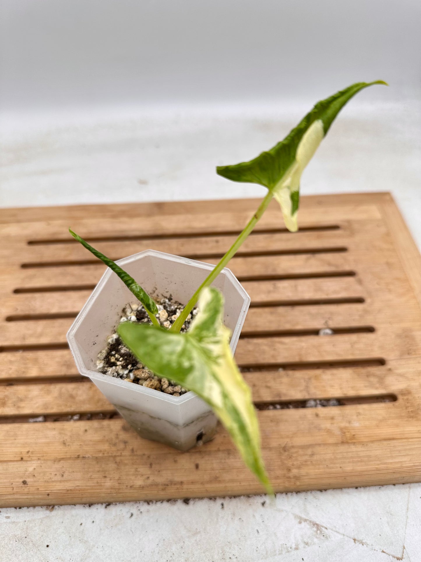 Alocasia Crinkle Albo Variegated