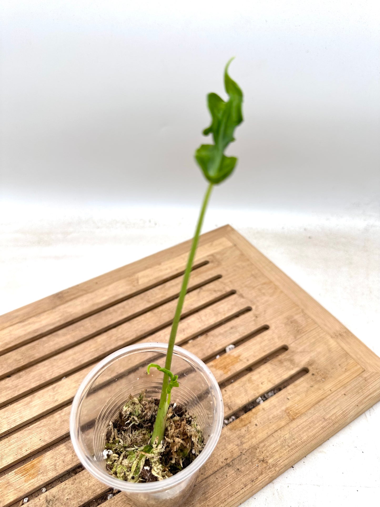 Alocasia Teletubbies