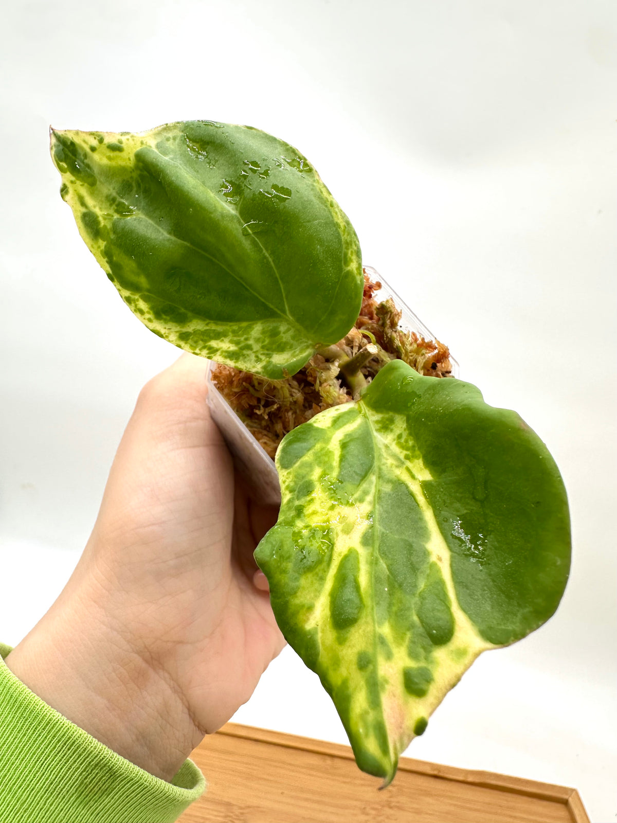 Hoya Cv Candy