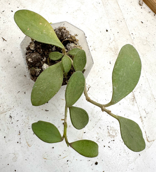 Hoya Nummularioides Silver - Labour Day Sale ❤️‍🔥