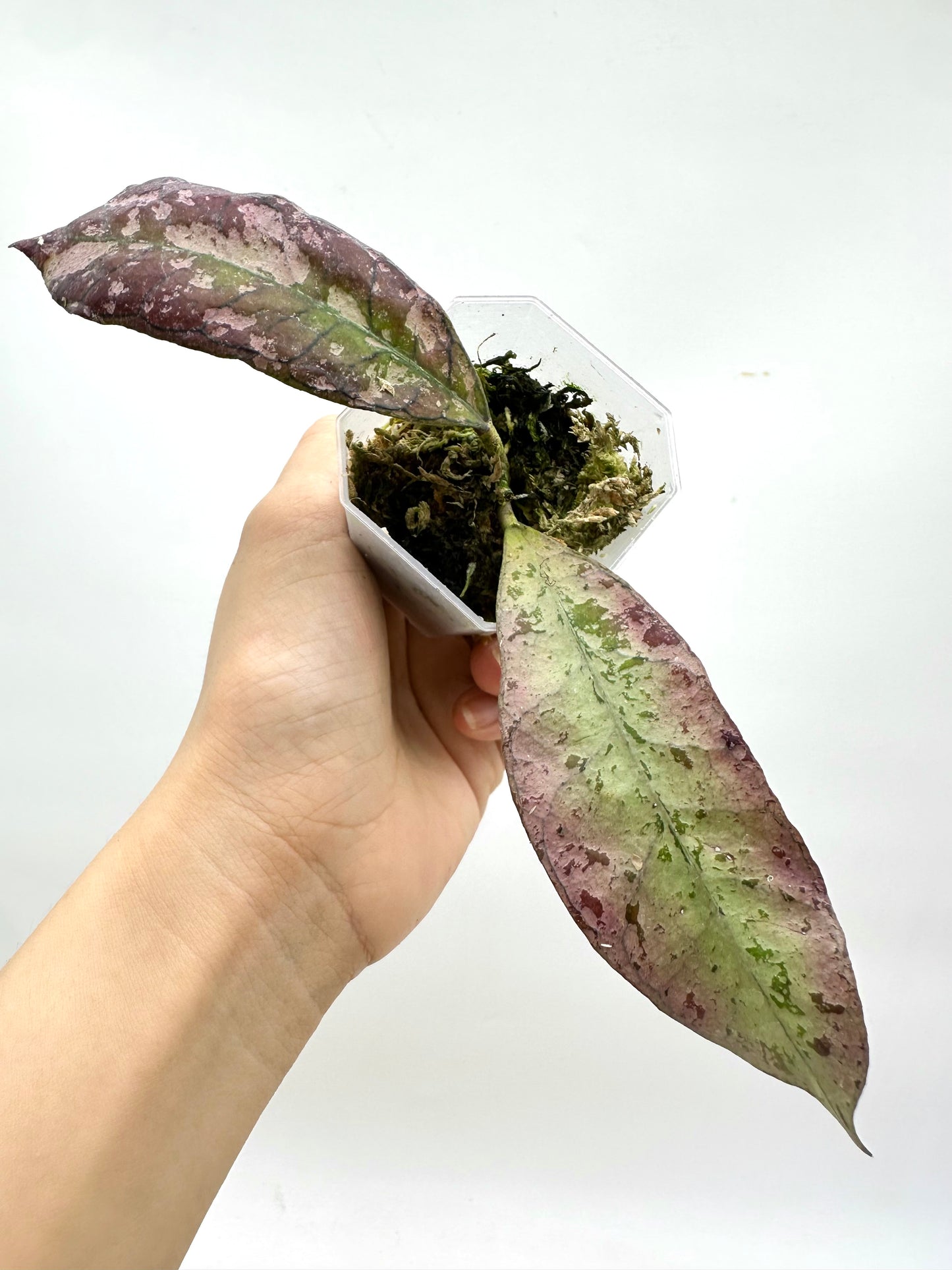 Hoya Gunung Gading Silver Ghost - 2 Growths