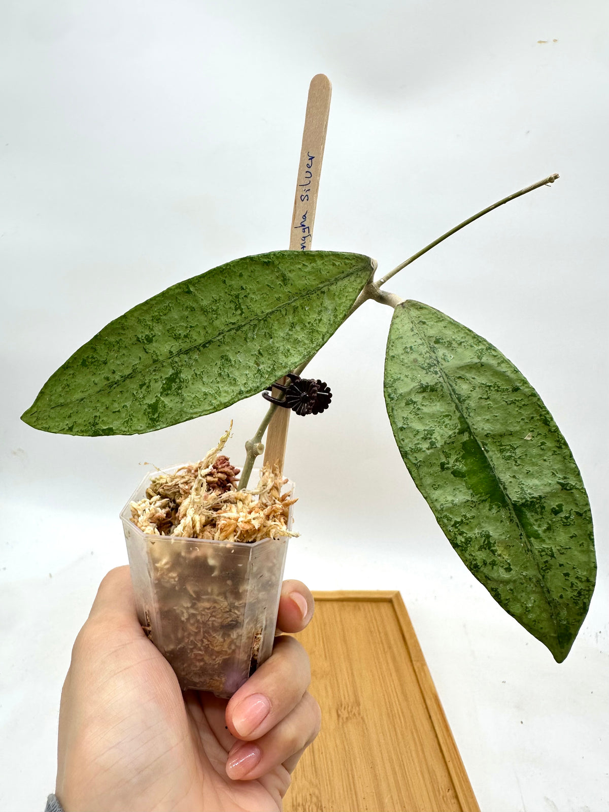 Hoya Finlaysonii ‘Panggha’ Silver