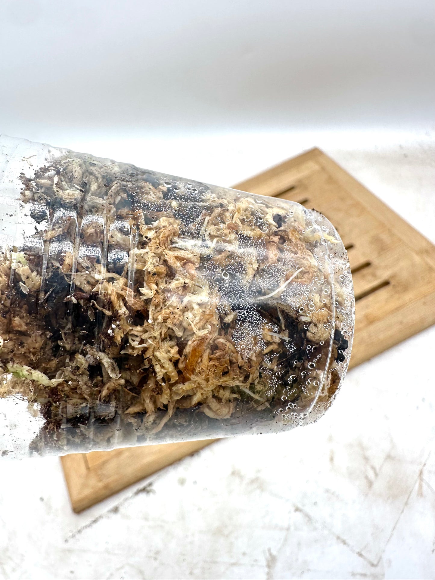 Alocasia Teletubbies