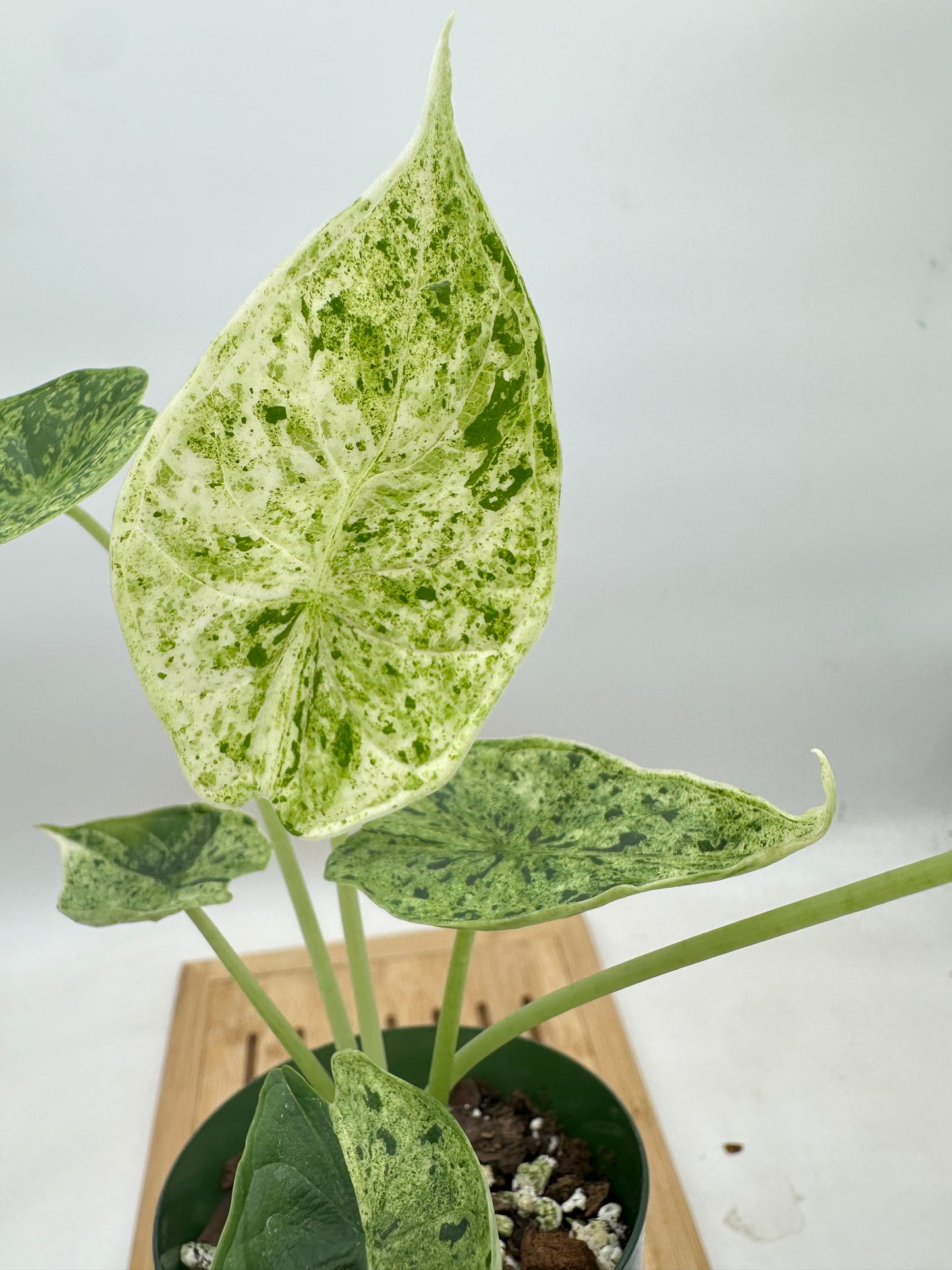 Alocasia Dragon Scale Mint