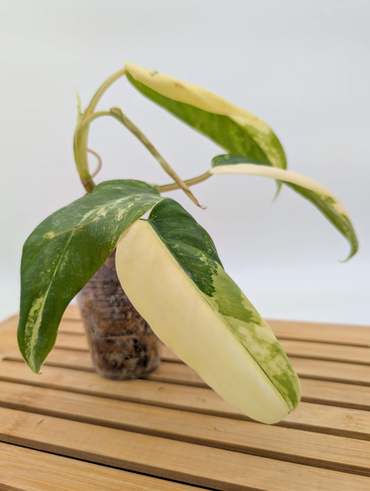 Philodendron Domesticum Variegated