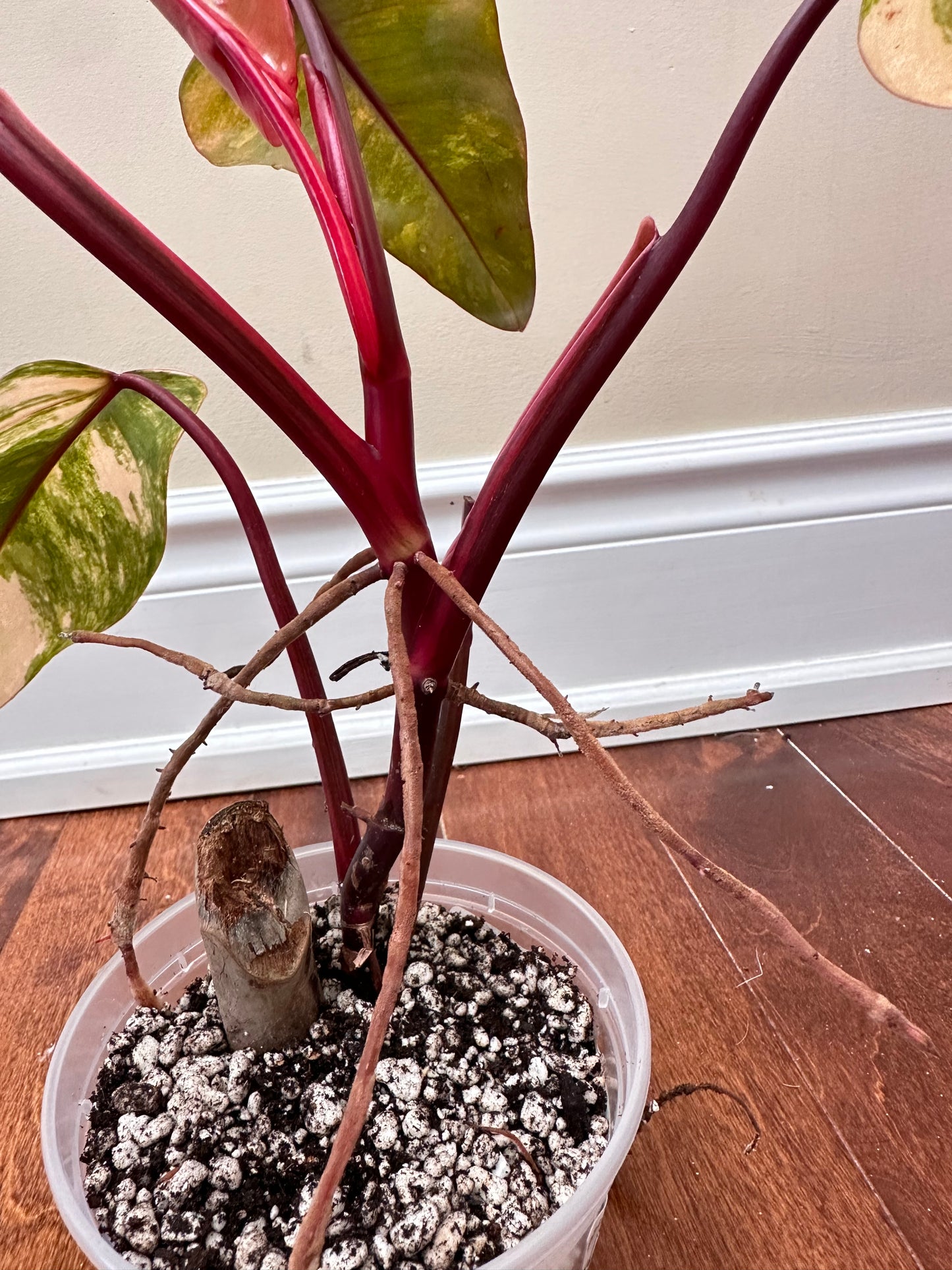 Philodendron Strawberry Shake Variegated