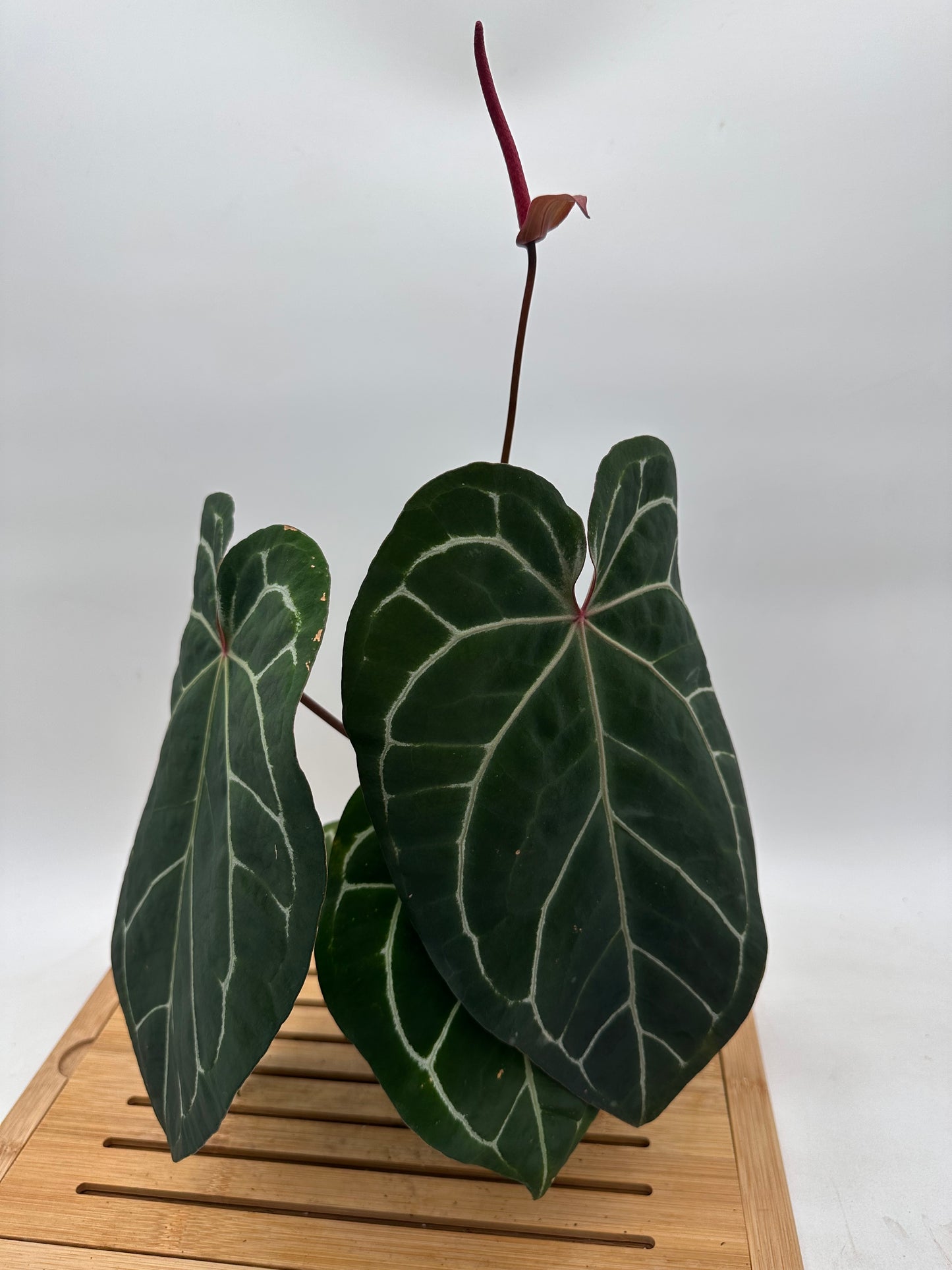 Anthurium Memoria Tim Anderson - Large