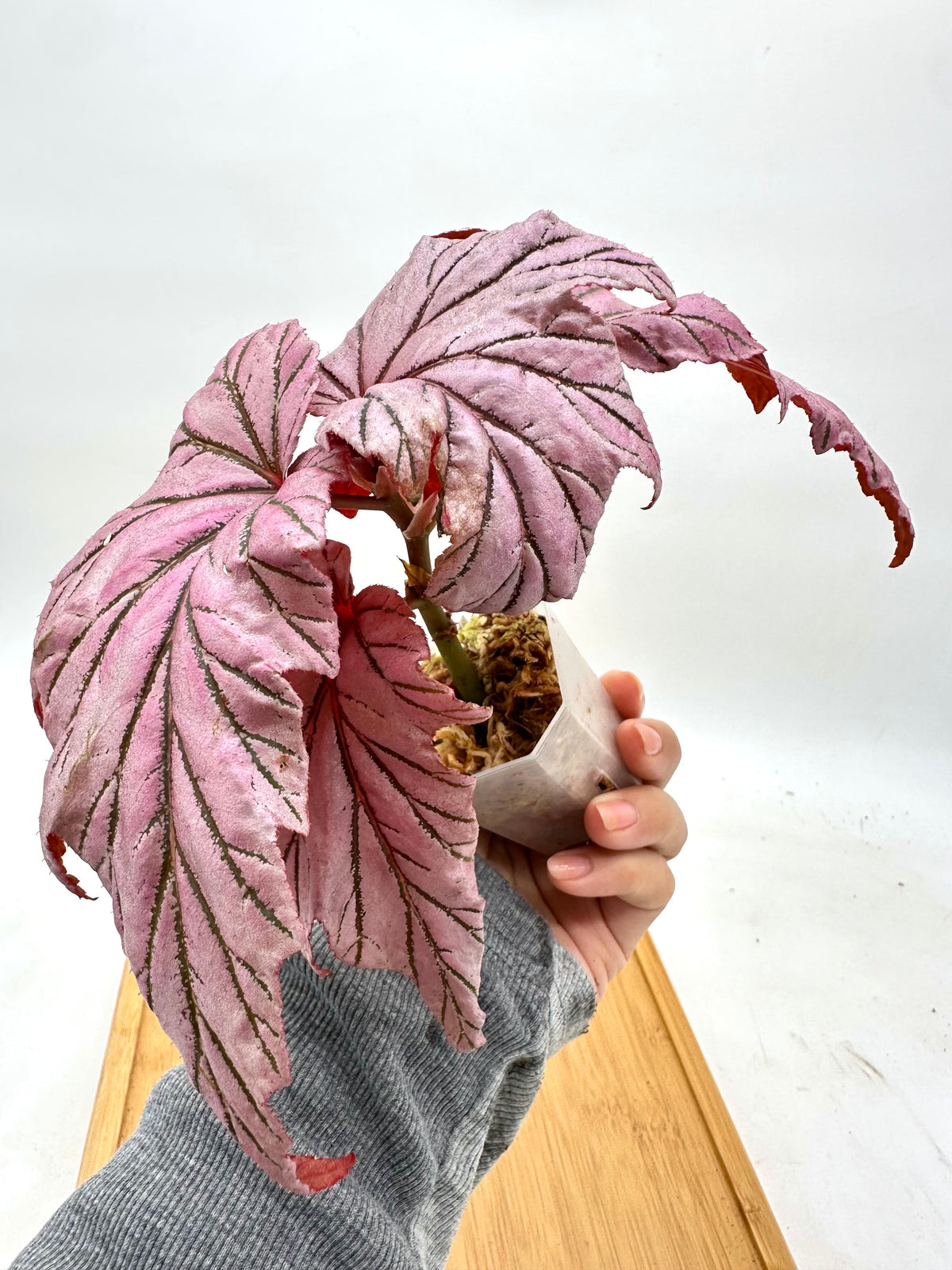 Begonia Lamoon