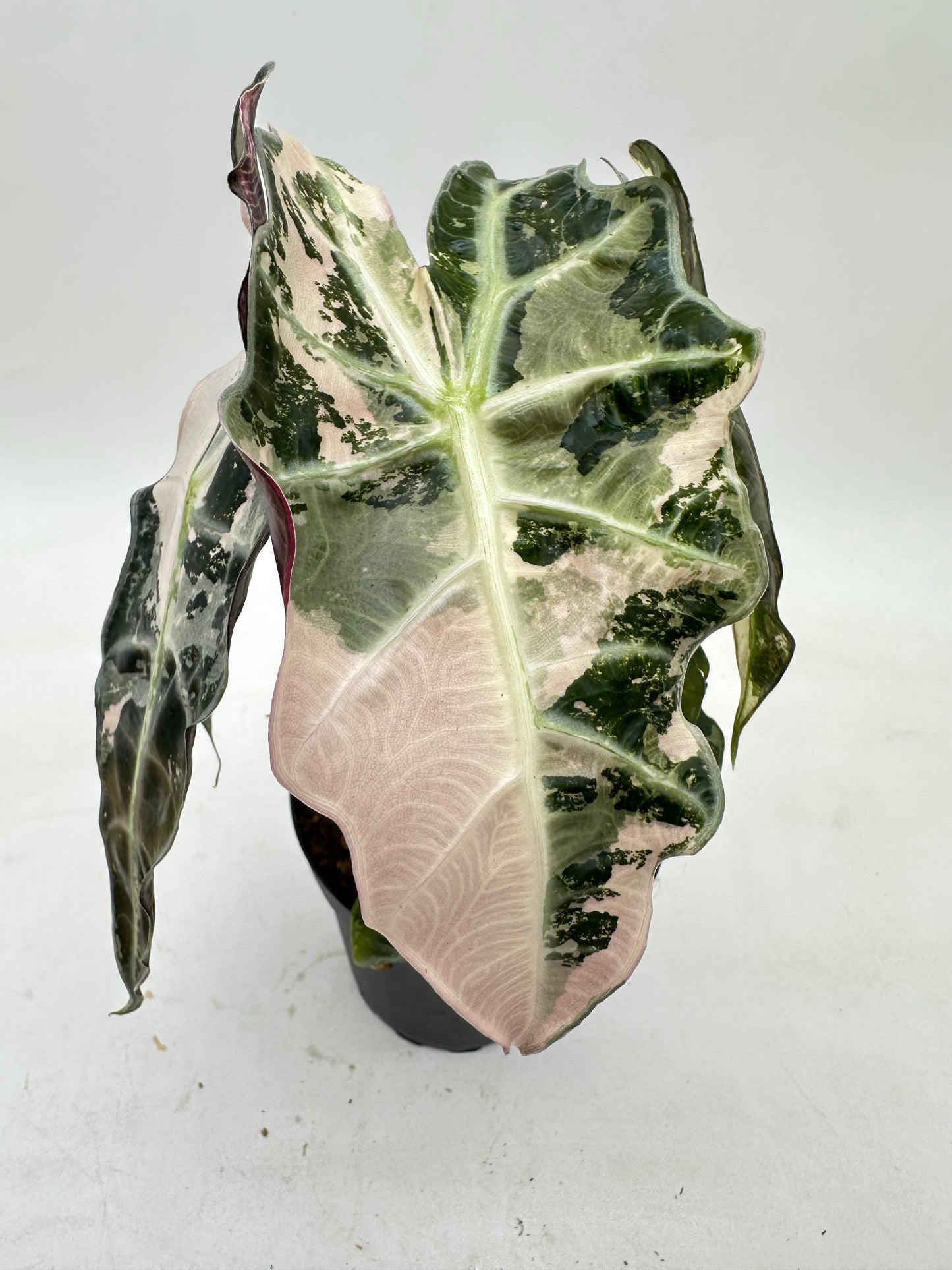 Alocasia Polly Pink Variegated