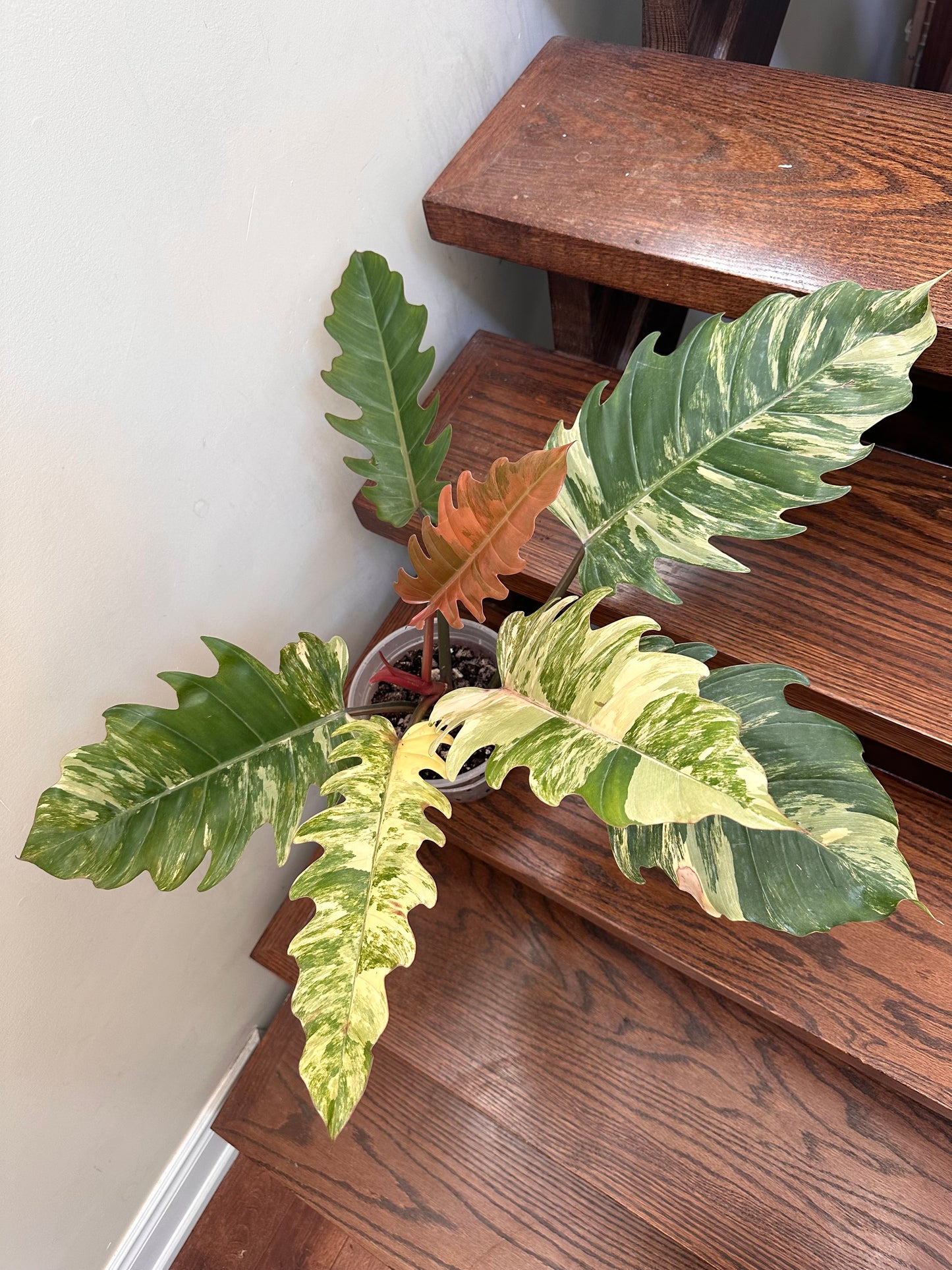 Philodendron Caramel Marble Variegated