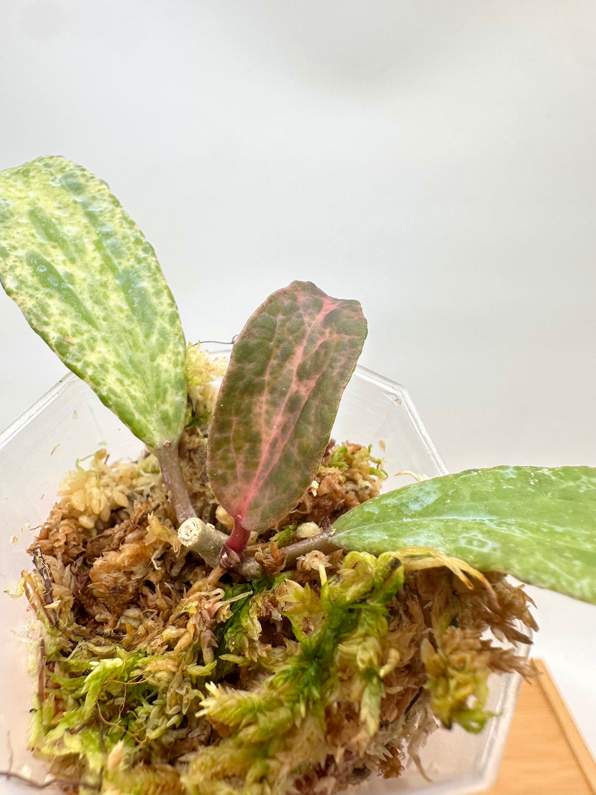 Hoya Crocodile