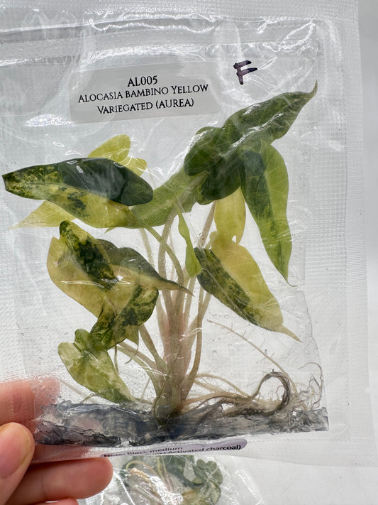 Tissue Culture - Alocasia Bambino Aurea Variegated