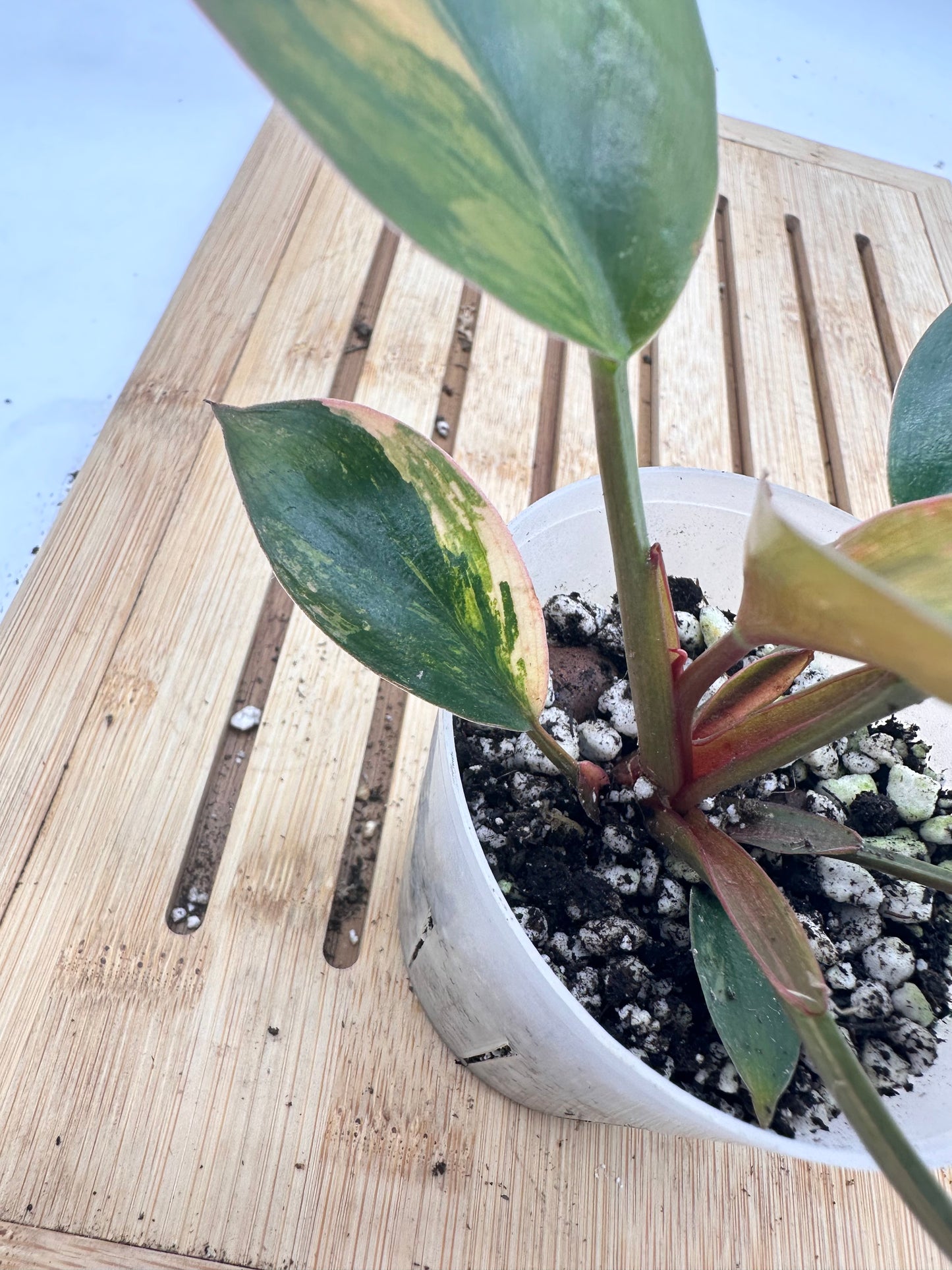 Thanksgiving Sales - 🦄Philodendron Red Congo Variegated