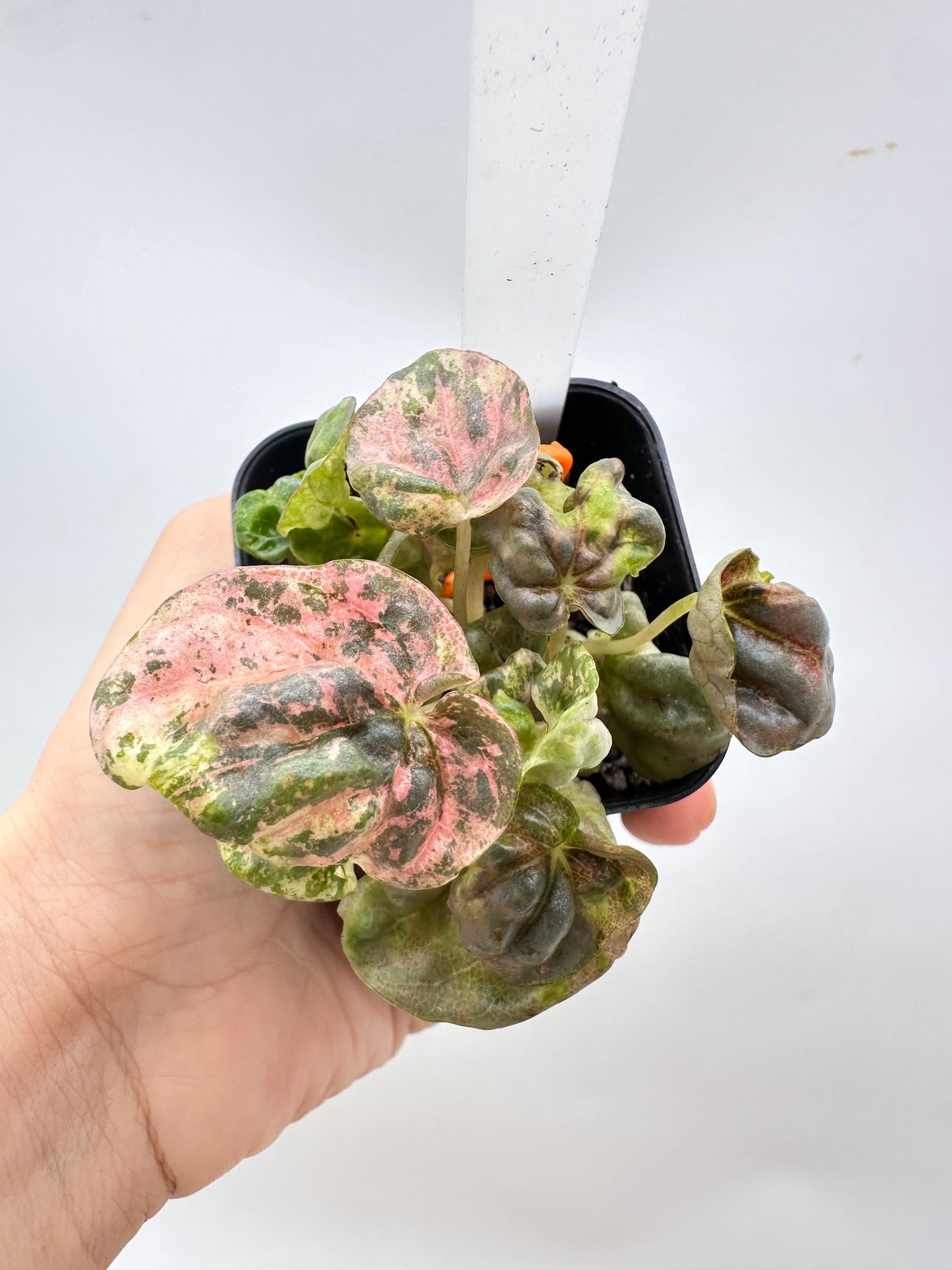 Peperomia ‘Pink Lady’