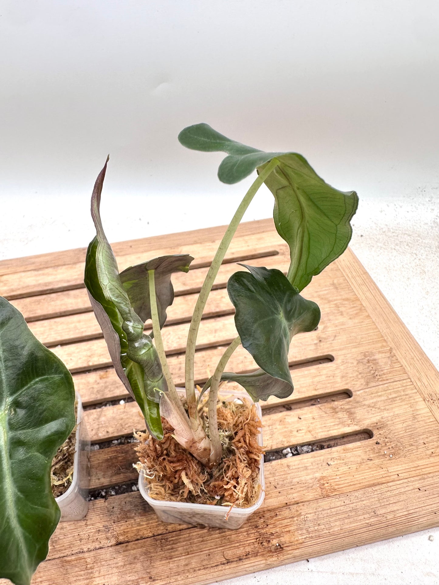 Alocasia Venom