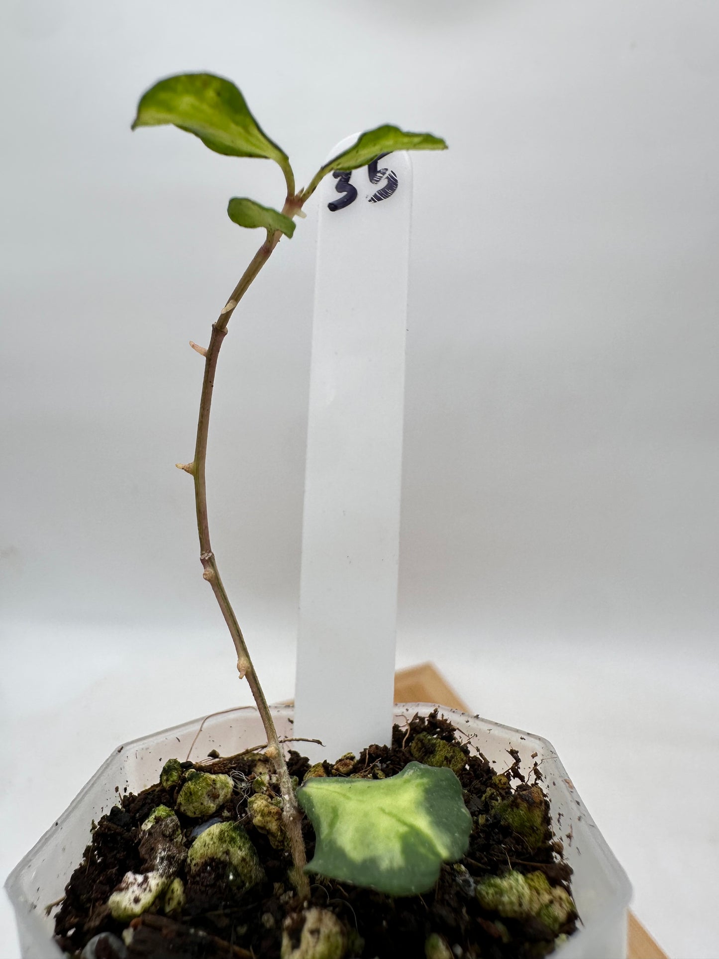 Hoya Kanyakumariana Variegated - 035