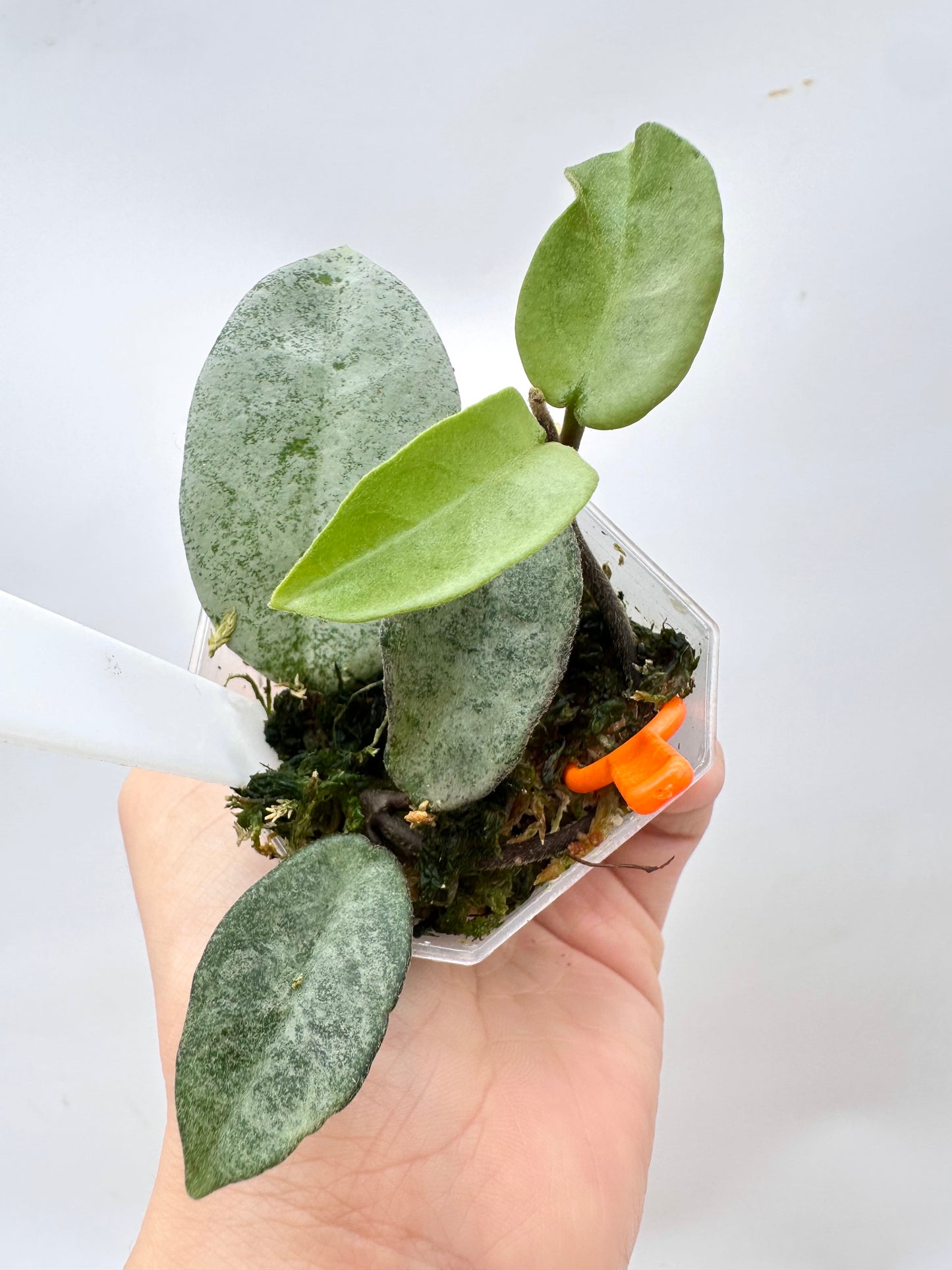 Hoya Nova Ghost - Reverted Argentea Princess
