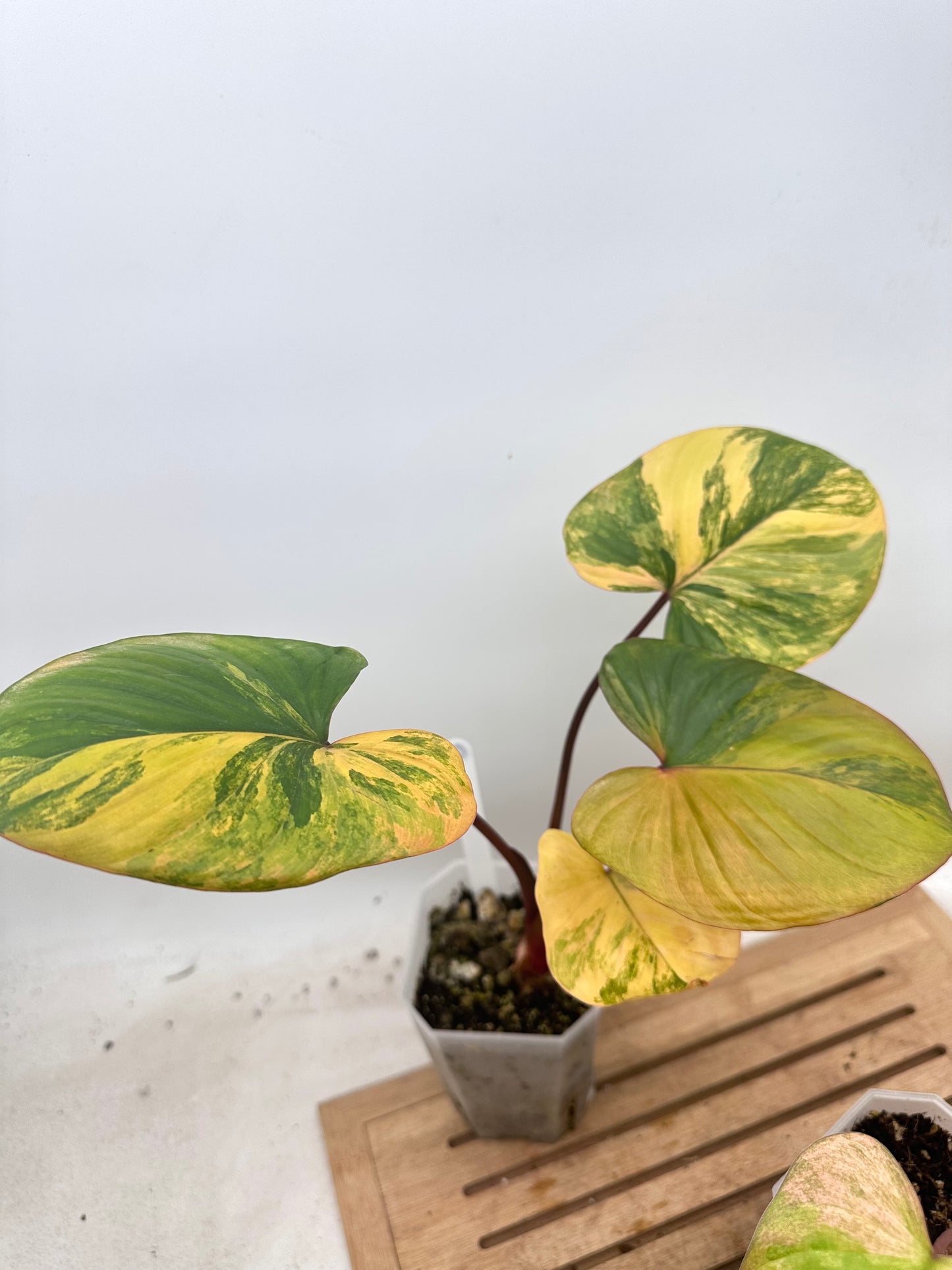 Combo Sale - Homalonema Rubescens Variegated Varieties