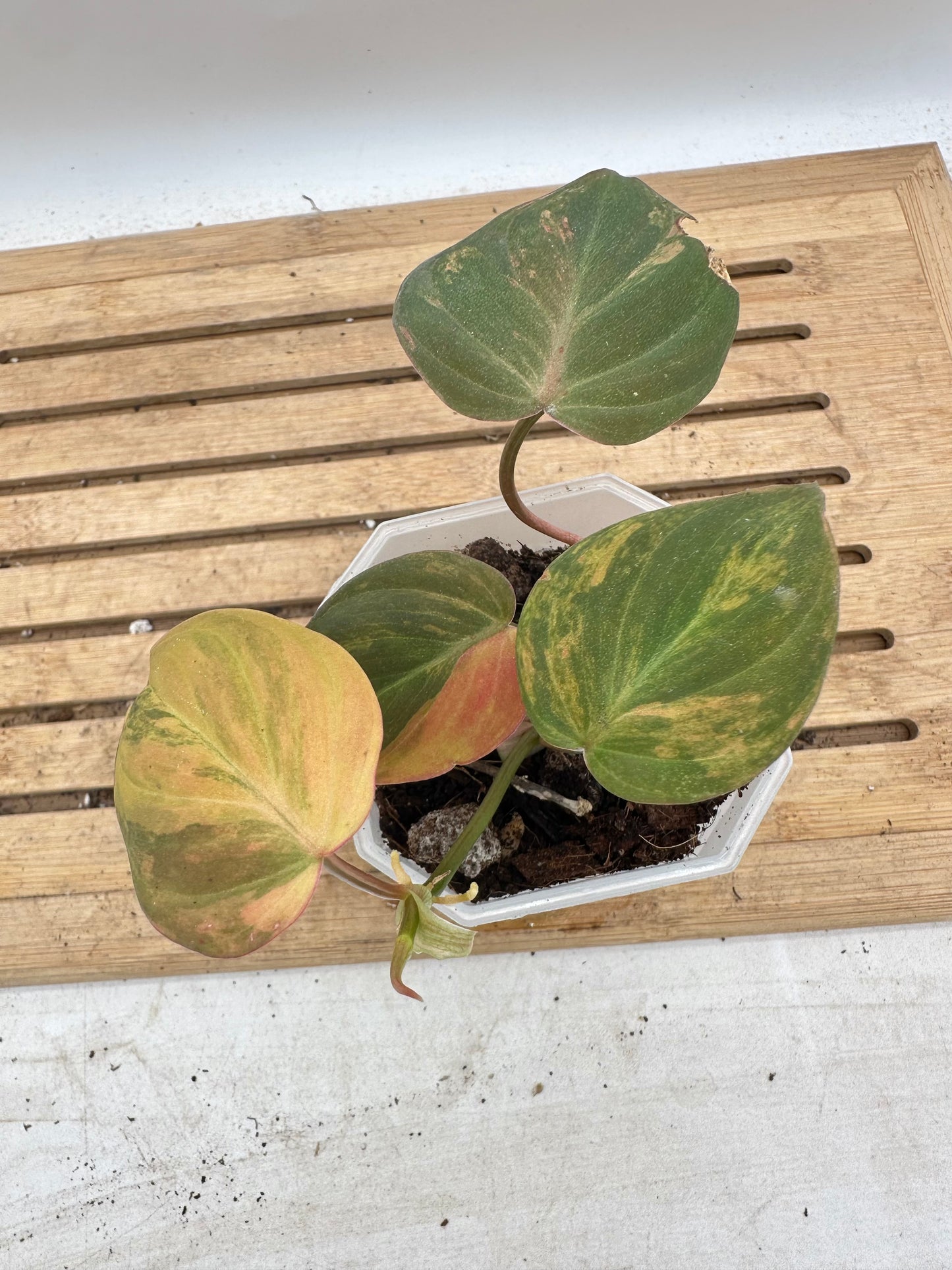 Philodendron Micans Variegated