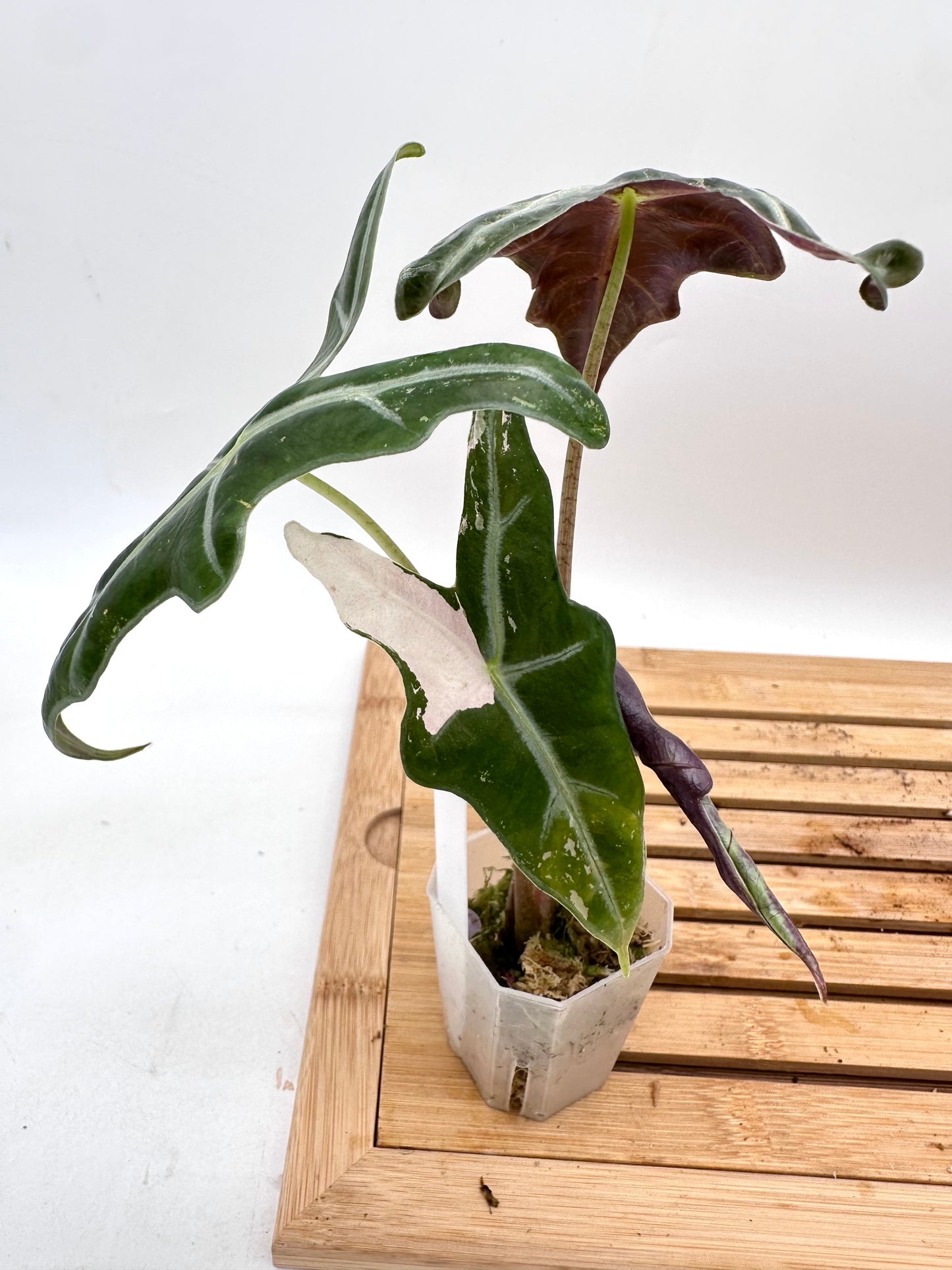 Alocasia Nobilis Pink Variegated 074 075