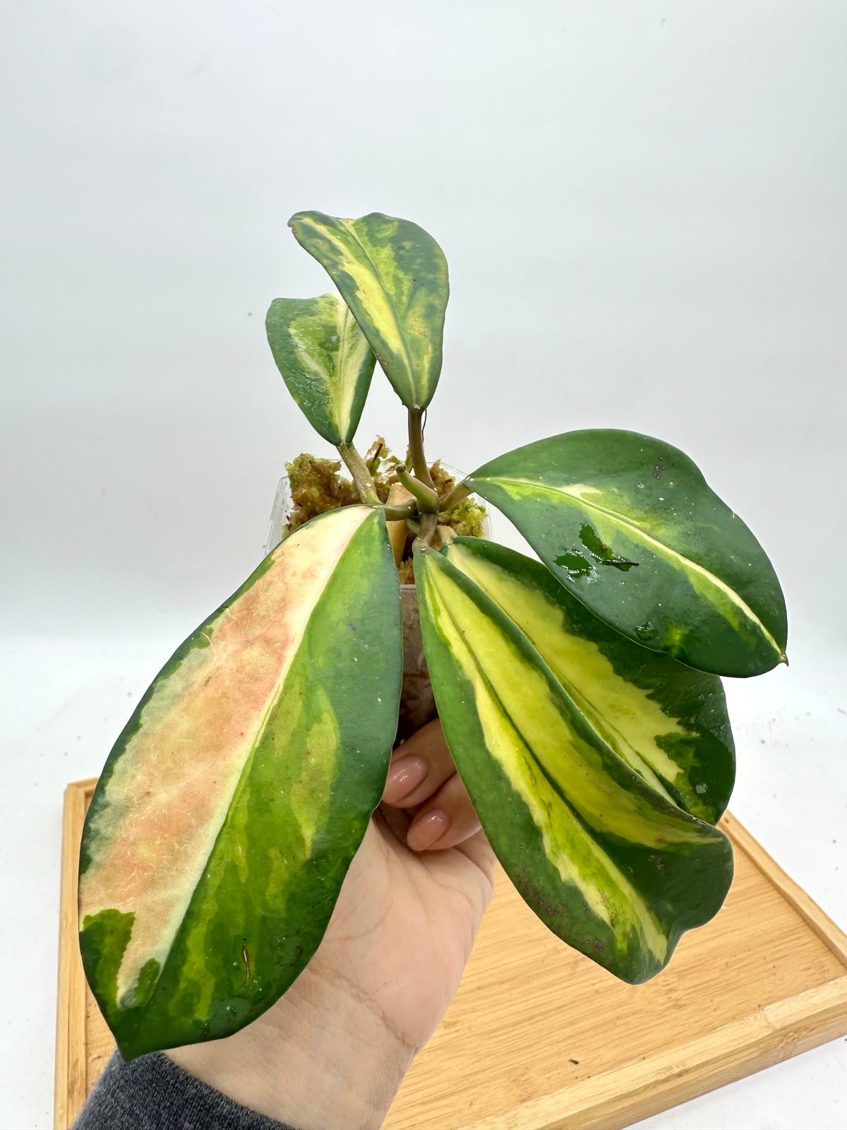 Hoya Diversifolia ‘Maharini’