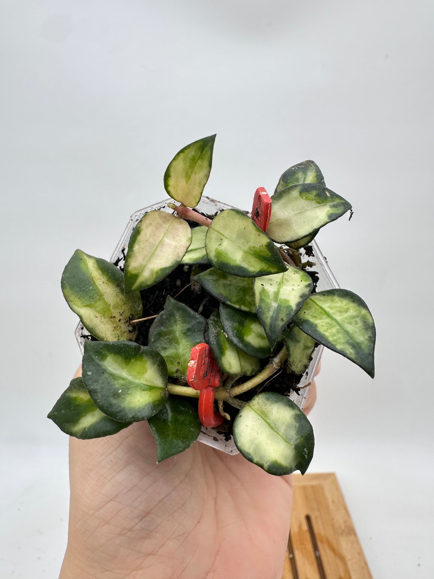 Hoya Lacunosa ‘Bruno’ Tricolor