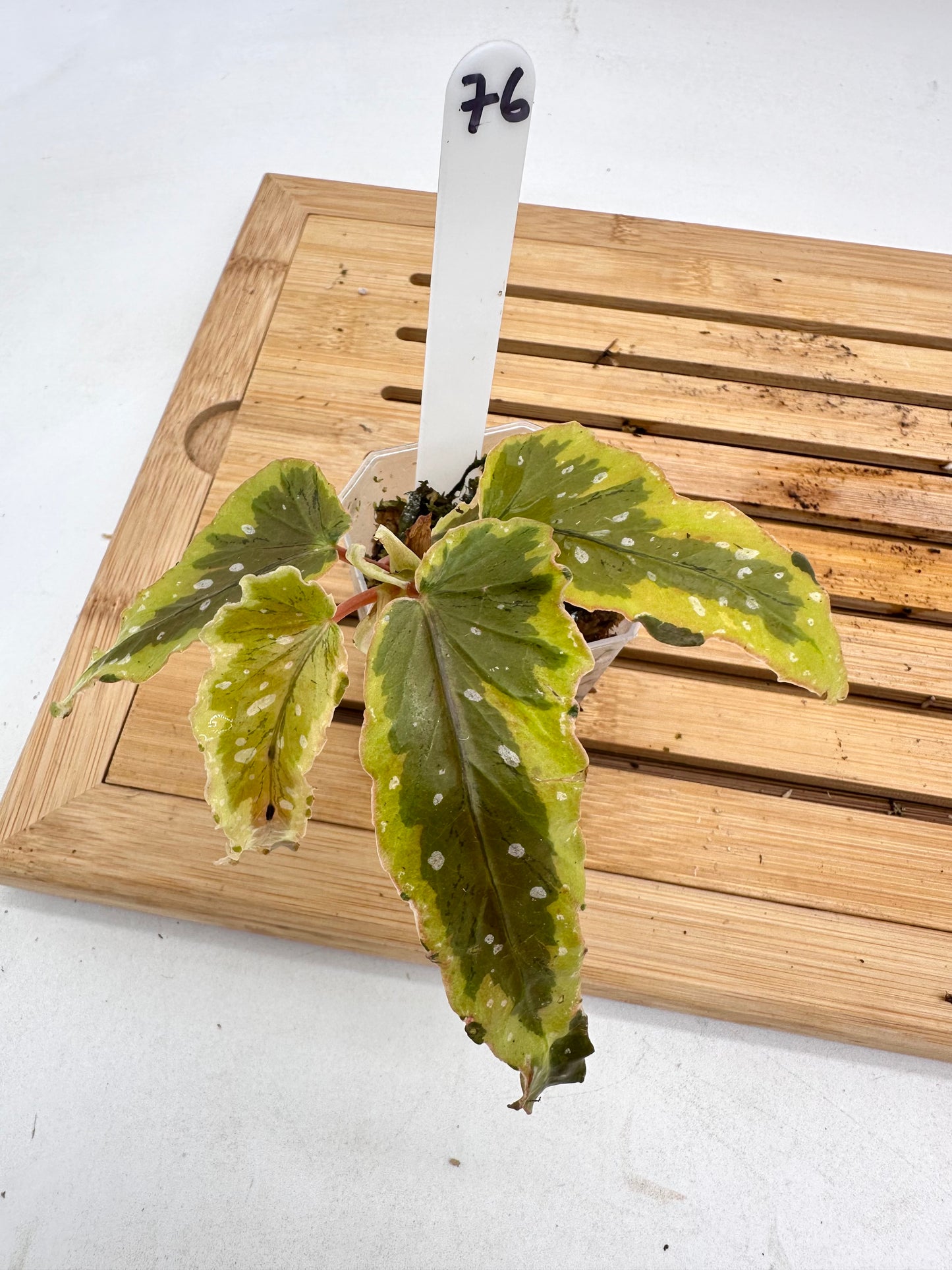 Begonia Dainty Spray Variegated