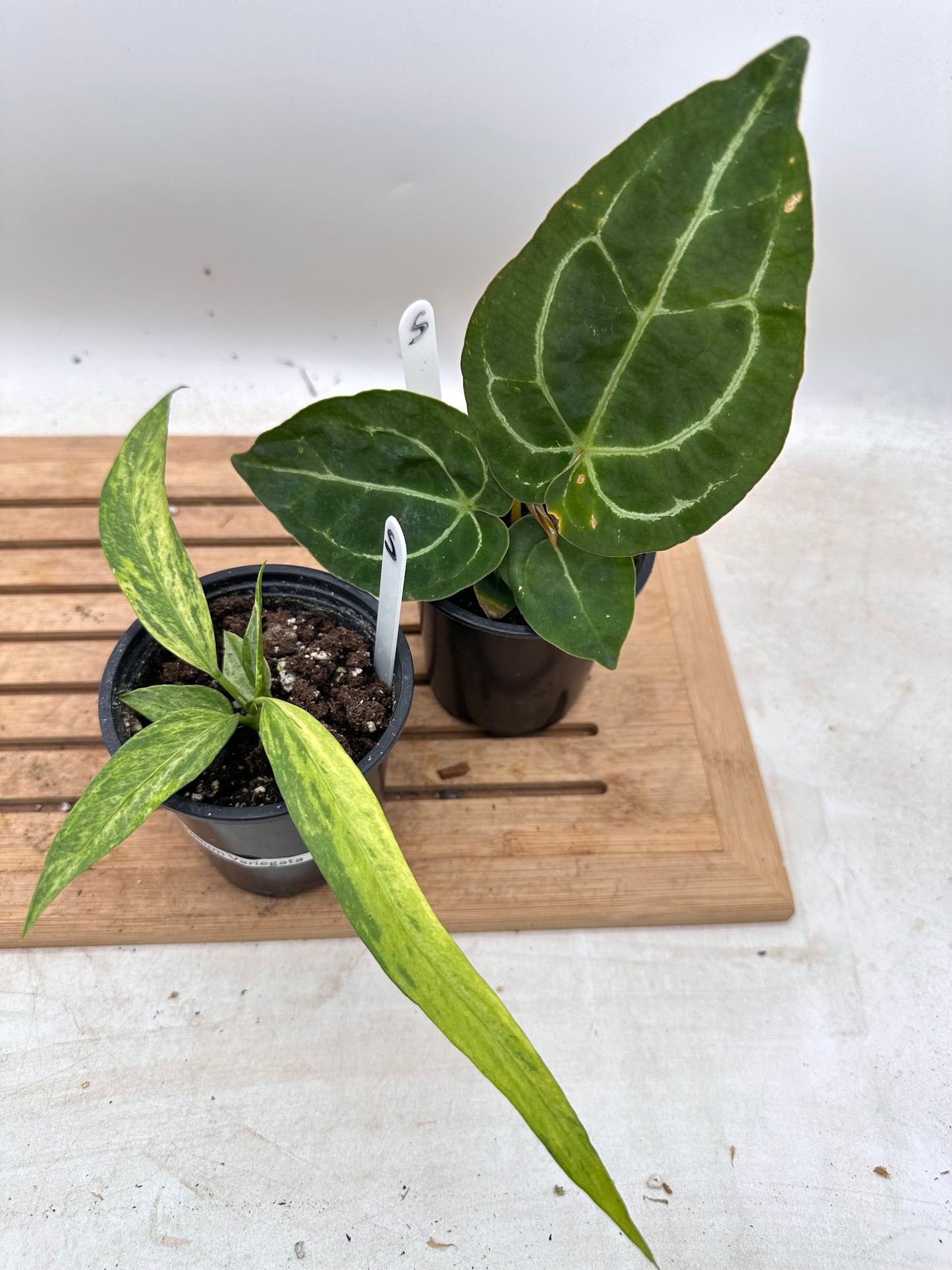 Anthurium Forgetti x Crystallinum Dark & Vittarifolium Variegated