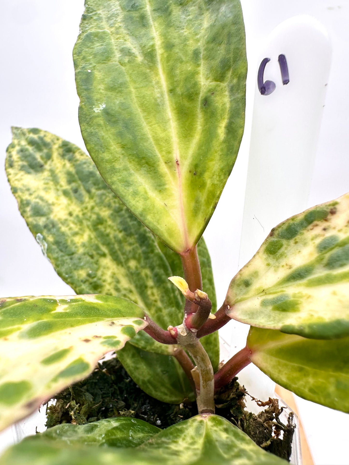 Hoya Crocodile - 2 active growths