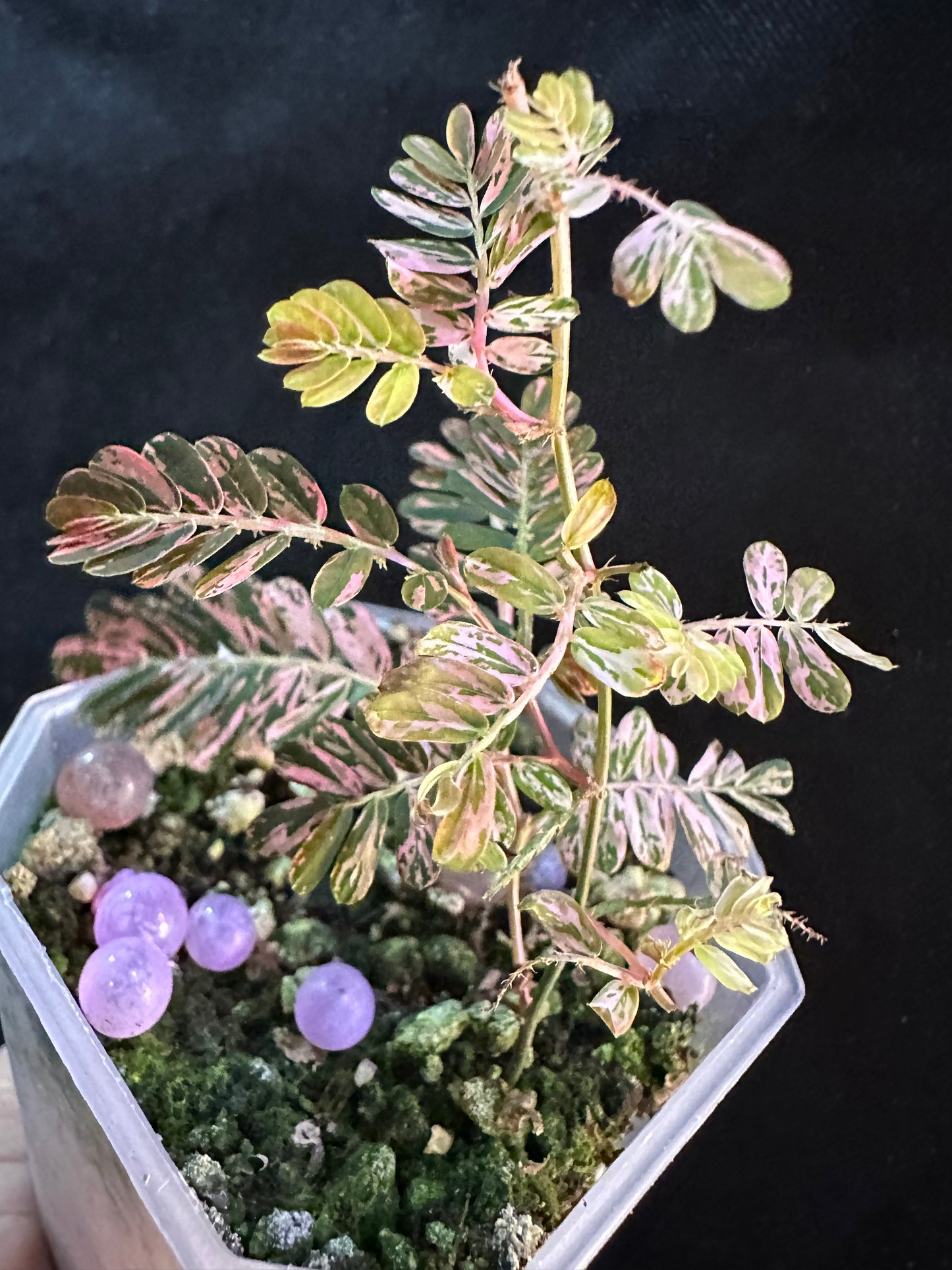 Phyllanthus Urinaria Pink Variegated - Multiple growths