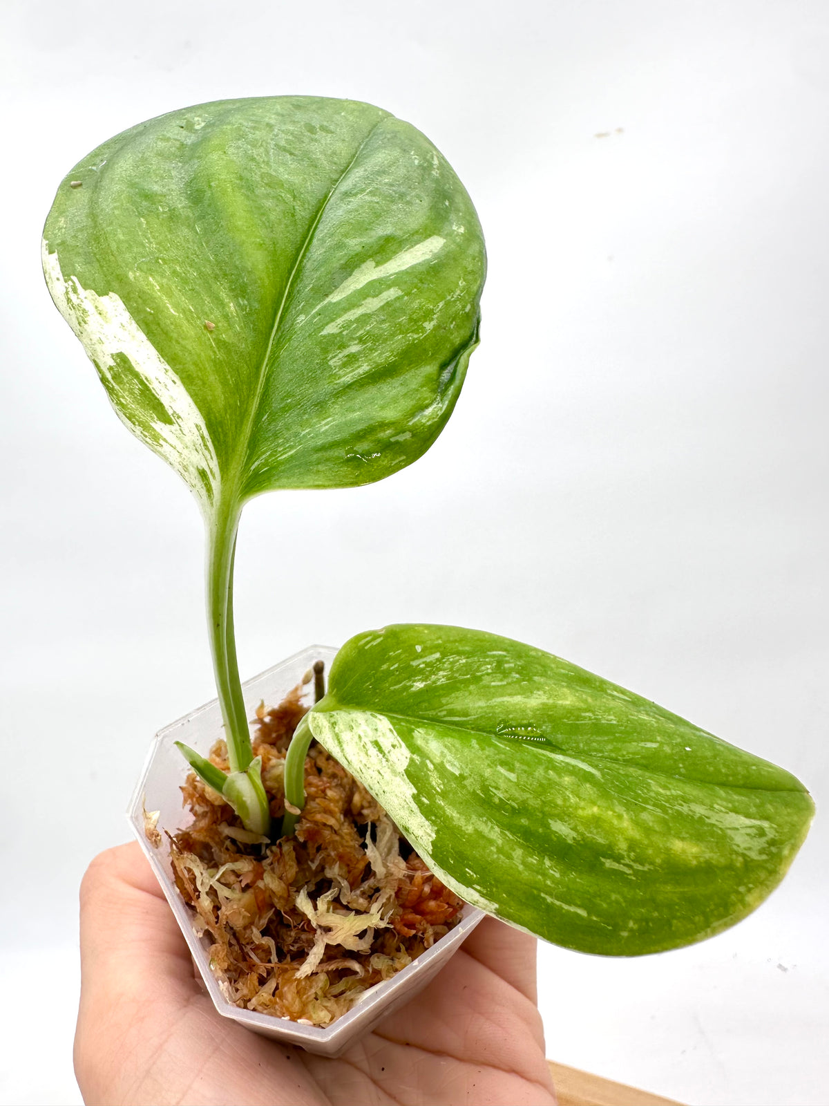 Scindapsus Treubii Variegated