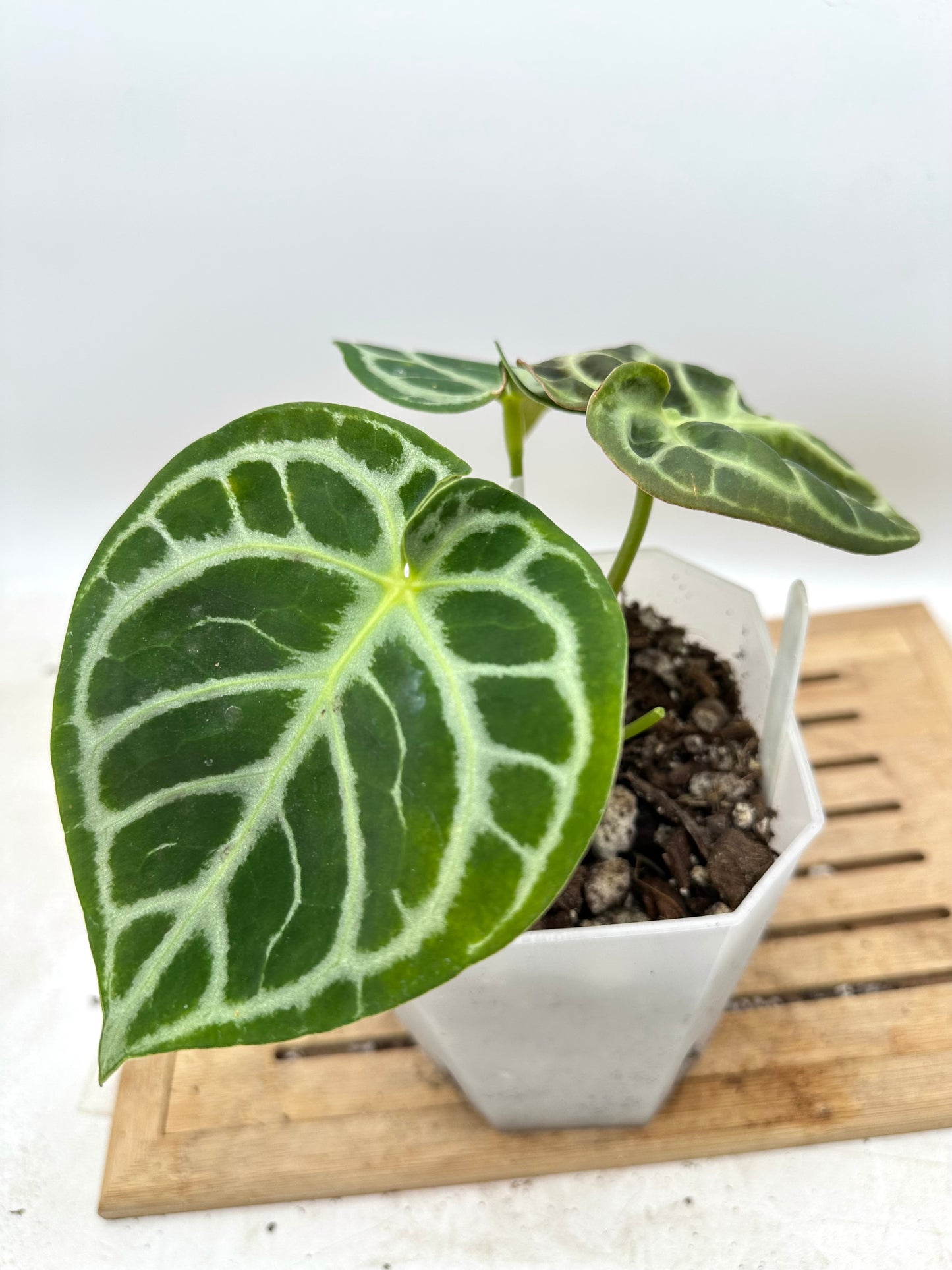 Anthurium Red Tiger - Good Size