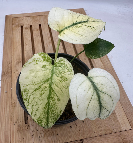 Monstera Mint