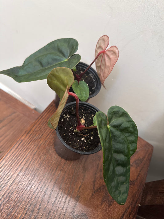 Anthurium Luxurians Dark Form