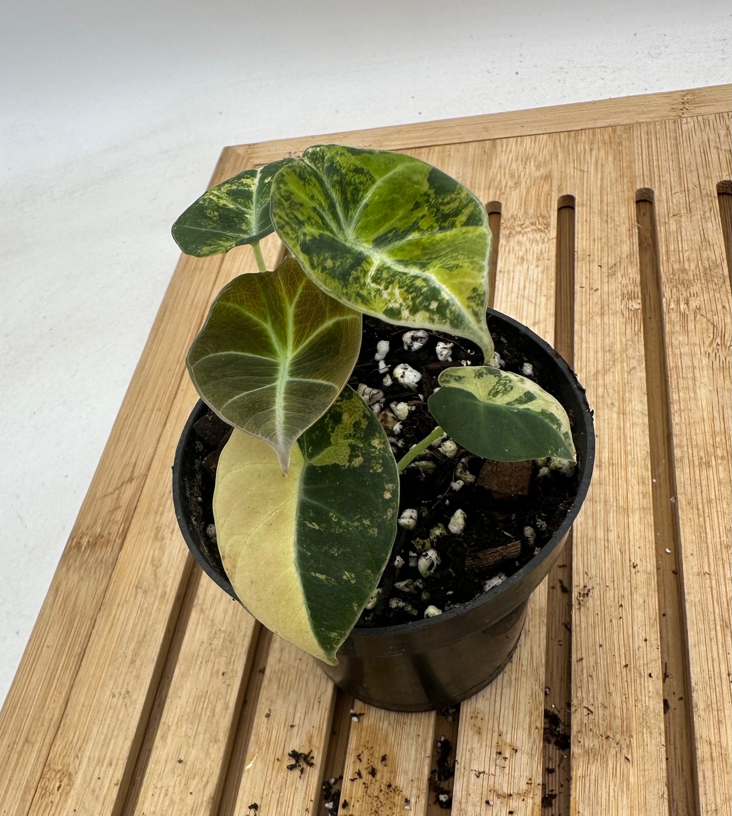 Alocasia Black Velvet Gold Variegated