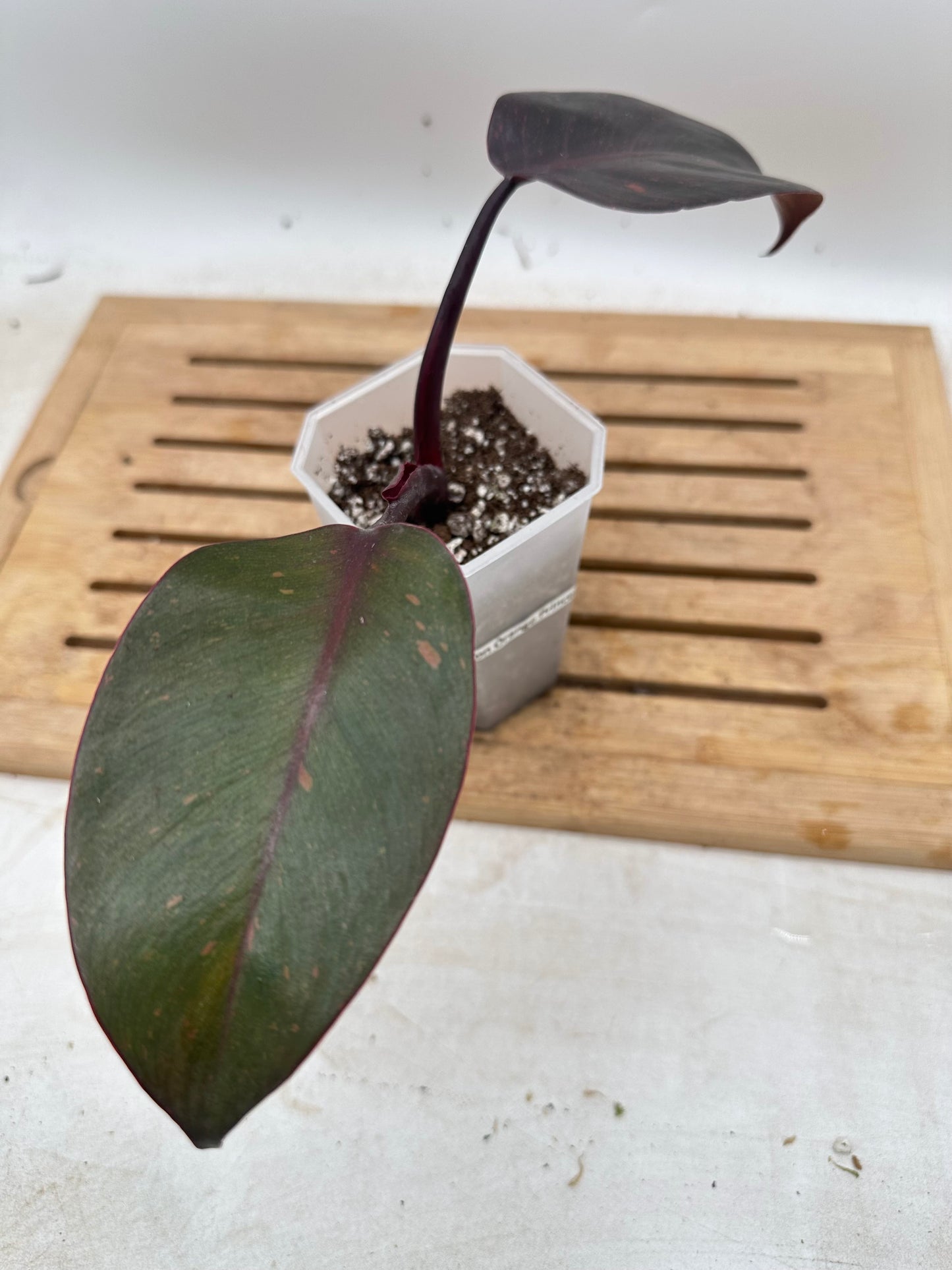 Philodendron Orange Princess - Clearance Sale