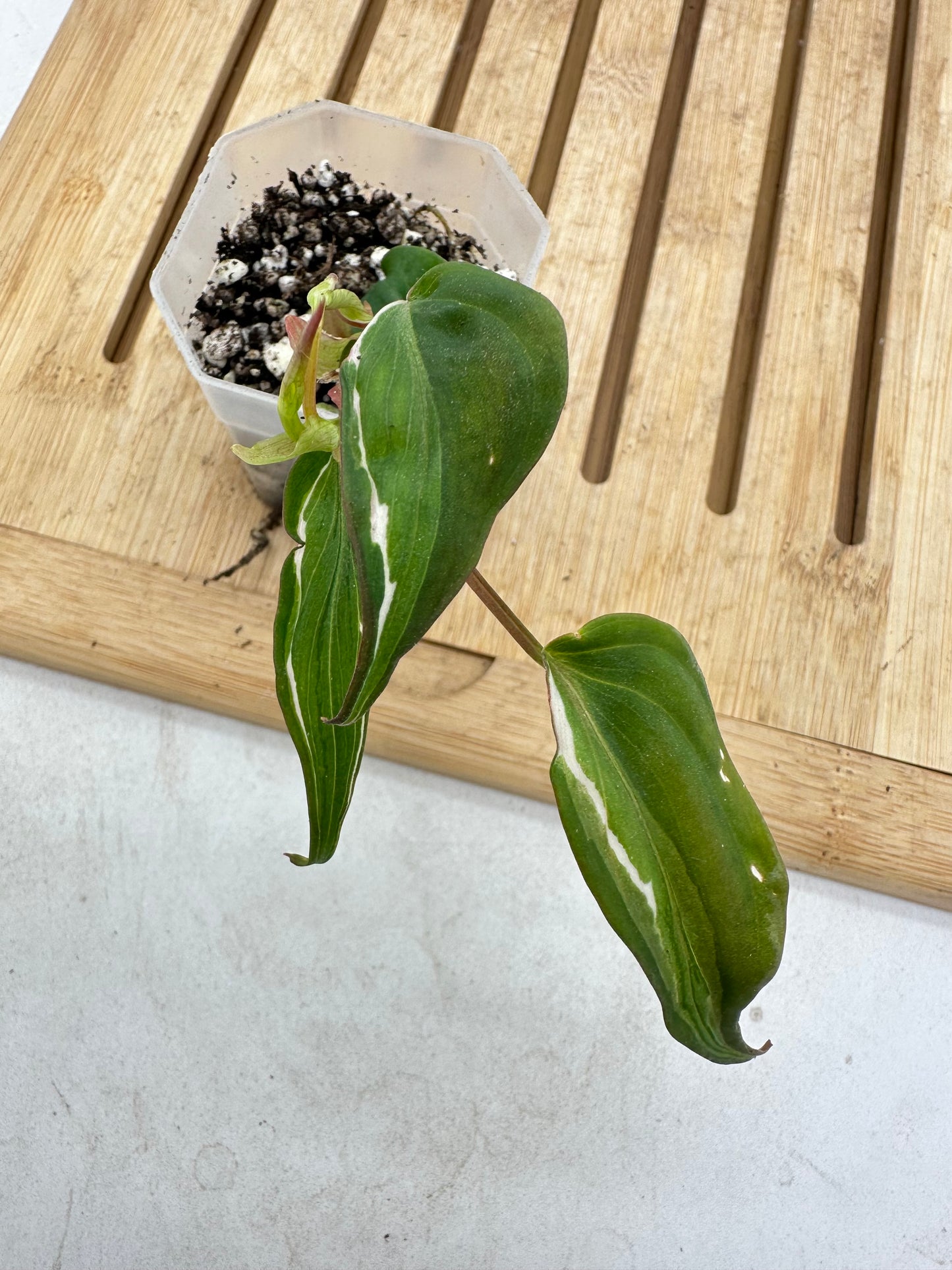 Philodendron Micans Halo Variegated