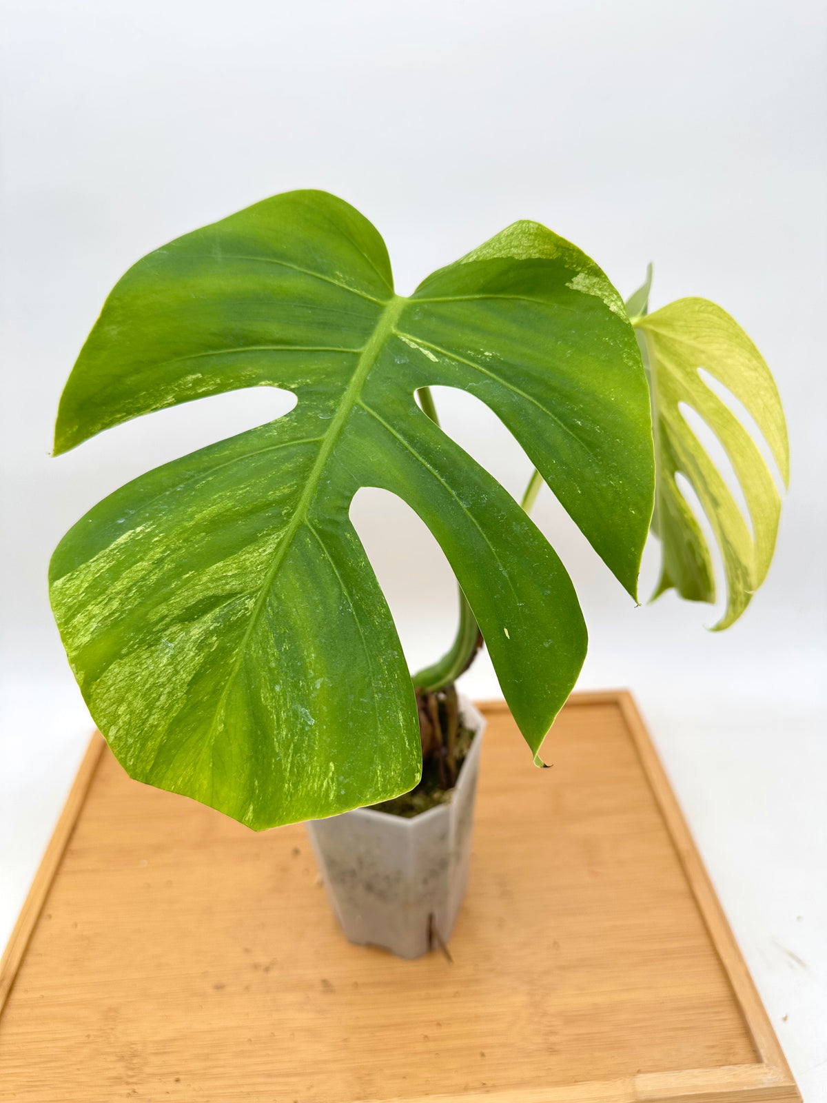 Monstera Jungle Mint Variegated