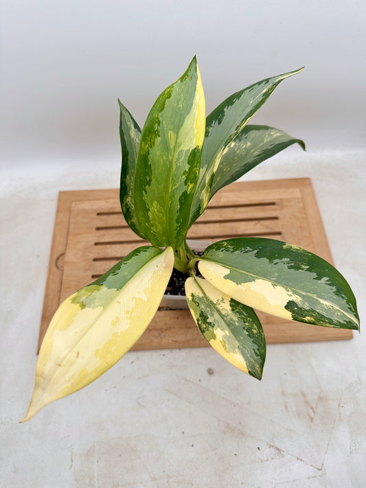 Aglaonema BhumiSavarna