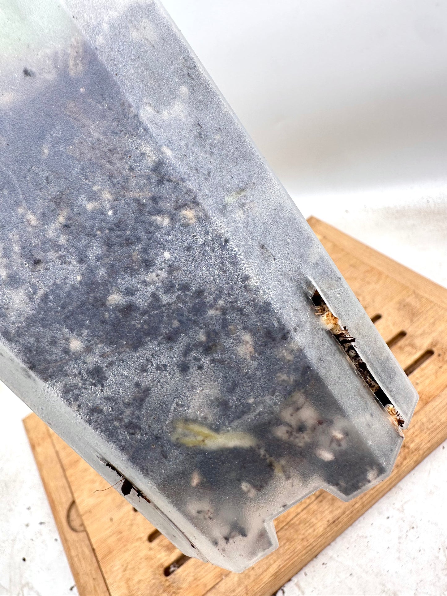 Anthurium Crystallinum Turtle - has extra baby plant