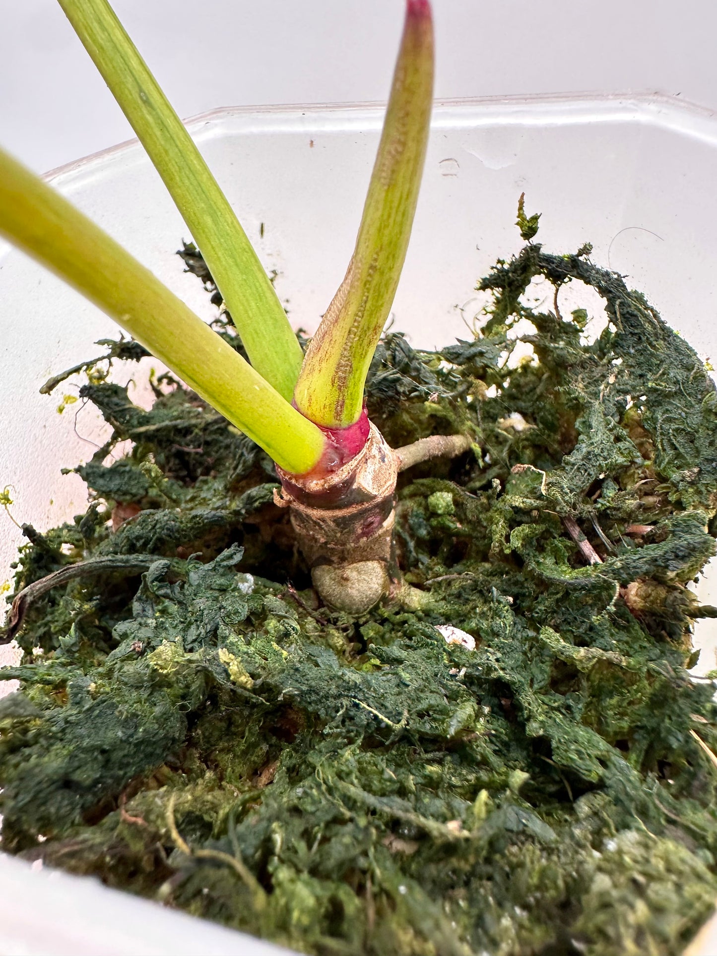 Philodendron Ilsemanii